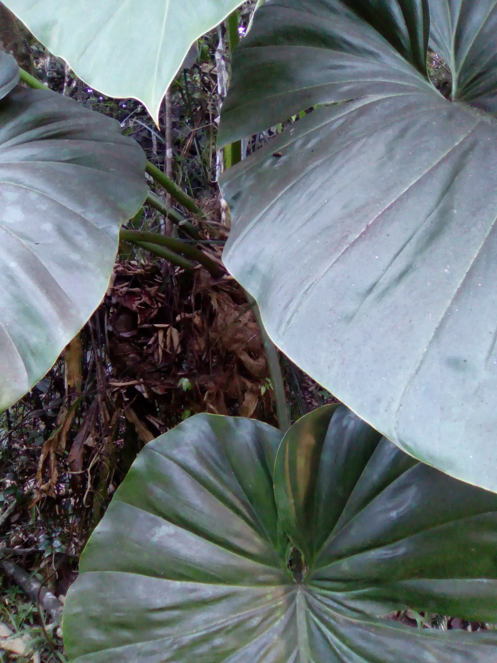 Elephant Ear Philodendron (Philodendron Giganteum) — leafy specimen in garden beds or as a potted focal point for patios with a minimum spacing of 5 feet
