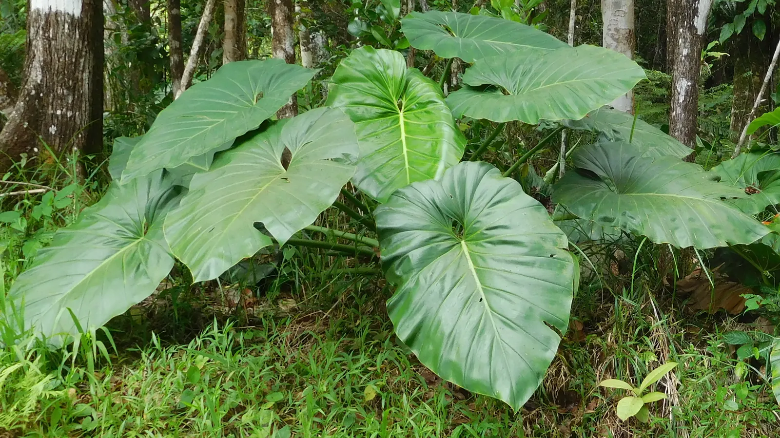 Elephant Ear Philodendron (Philodendron Giganteum) — known scientifically as Philodendron giganteum; creating a striking visual impact