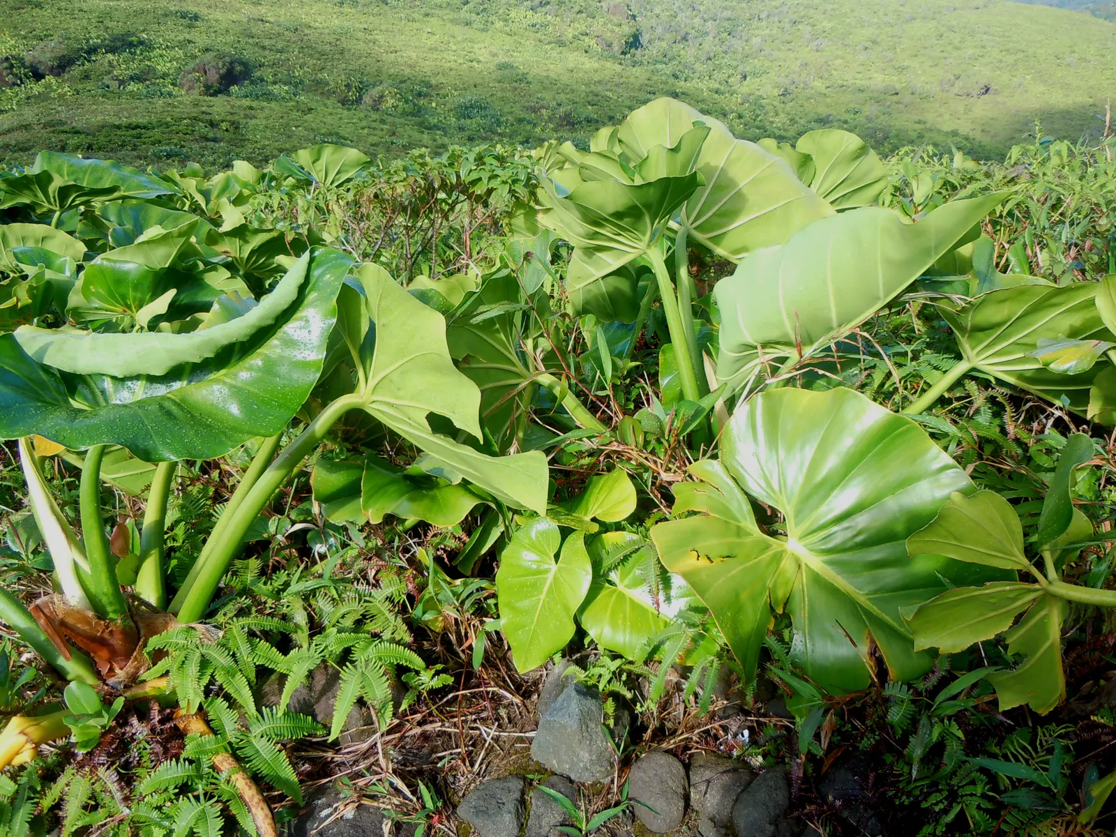 Elephant Ear Philodendron (Philodendron Giganteum) — Native to the Caribbean and parts of South America