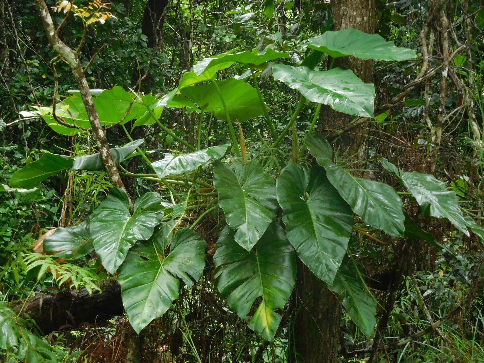 Elephant Ear Philodendron (Philodendron Giganteum) — heart-shaped leaves reaching up to 4-6 feet in length and 3-5 feet wide