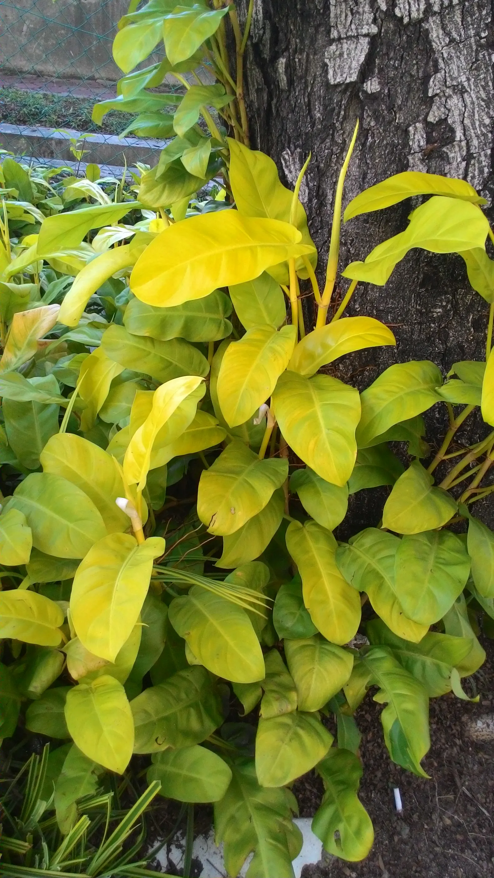 Elephant Ear Philodendron (Philodendron Giganteum) — as these plants are sensitive to both over and under-watering.<br><br>In a landscape design context