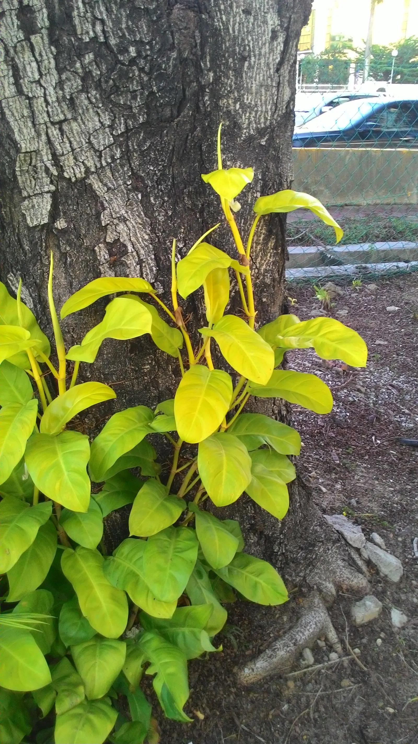 Elephant Ear Philodendron (Philodendron Giganteum) — This evergreen perennial thrives in partial shade, requiring well-draining, moist soil