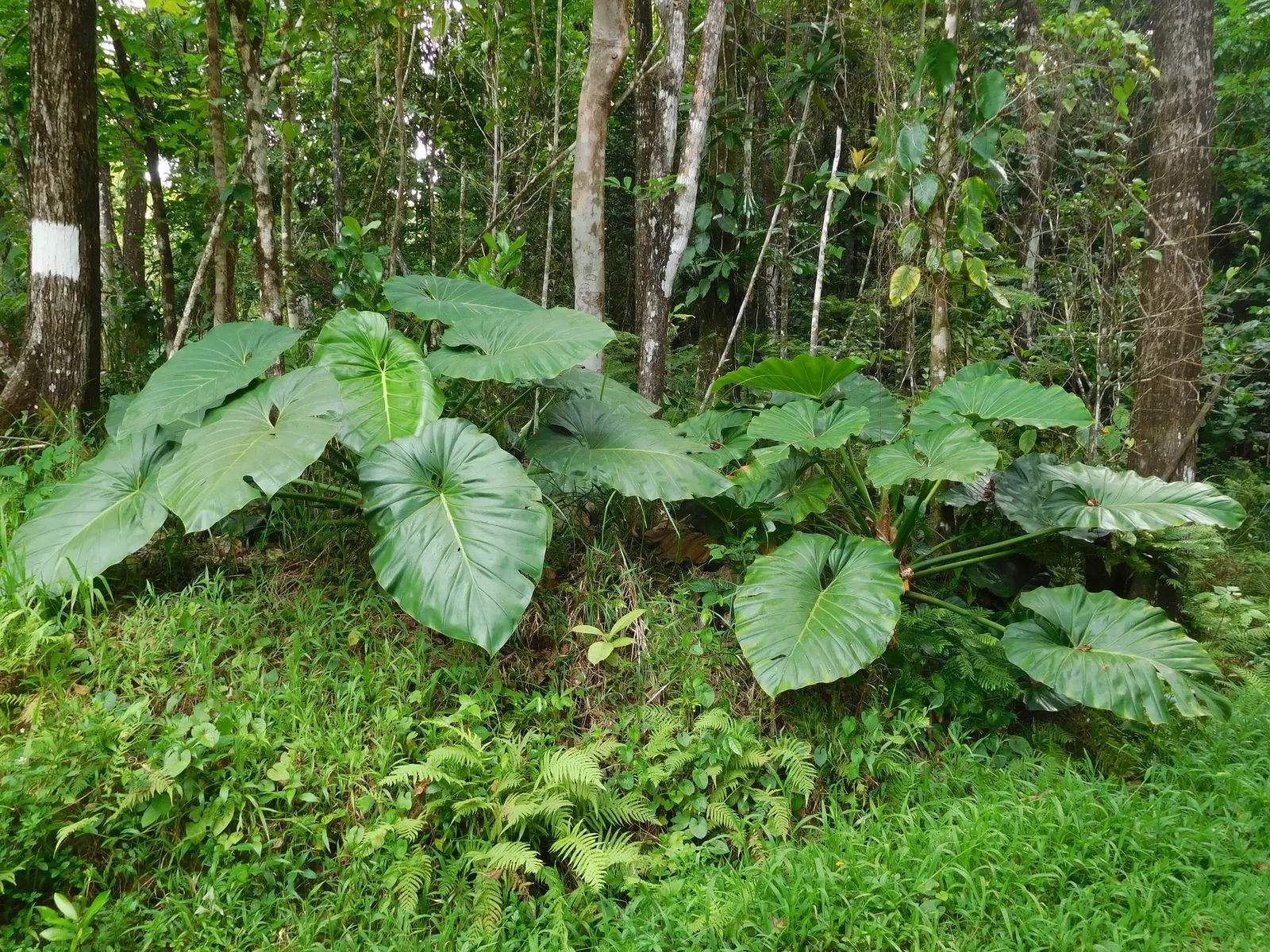 Elephant Ear Philodendron (Philodendron Giganteum) — leafy specimen in garden beds or as a potted focal point for patios with a minimum spacing of, image 32