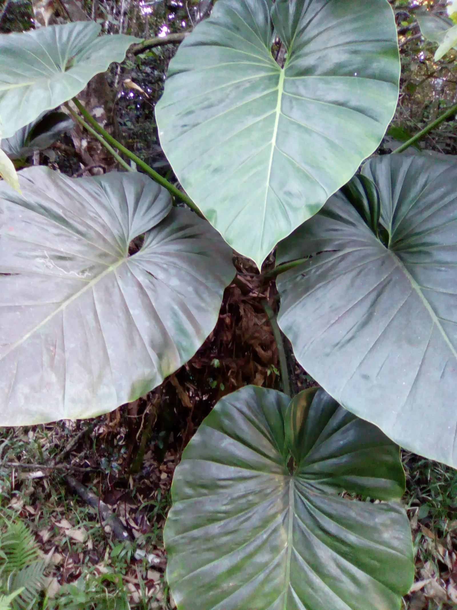 Elephant Ear Philodendron (Philodendron Giganteum) — commands attention as a dramatic