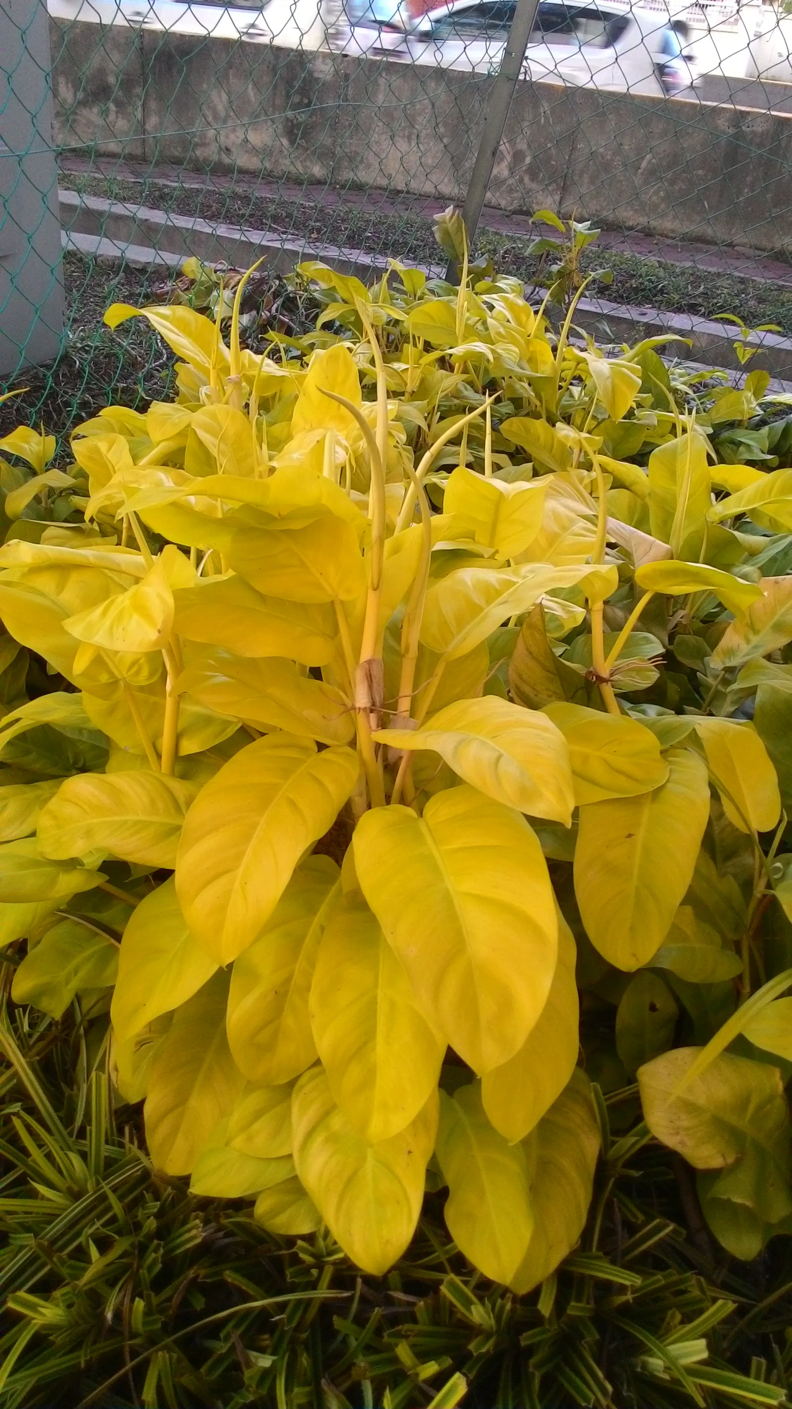 Elephant Ear Philodendron (Philodendron Giganteum) — commands attention as a dramatic; watering should be regular but not excessive