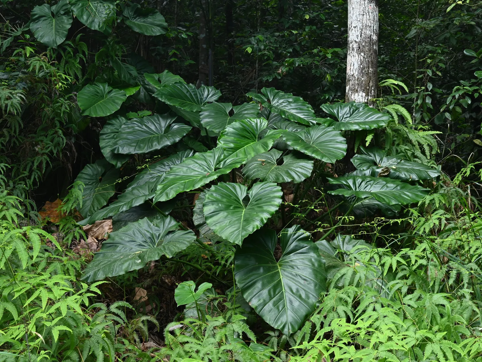 Elephant Ear Philodendron (Philodendron Giganteum) — heart-shaped leaves that can span up to 4 to 5 feet in length and 3 to 4 feet across when fully mature