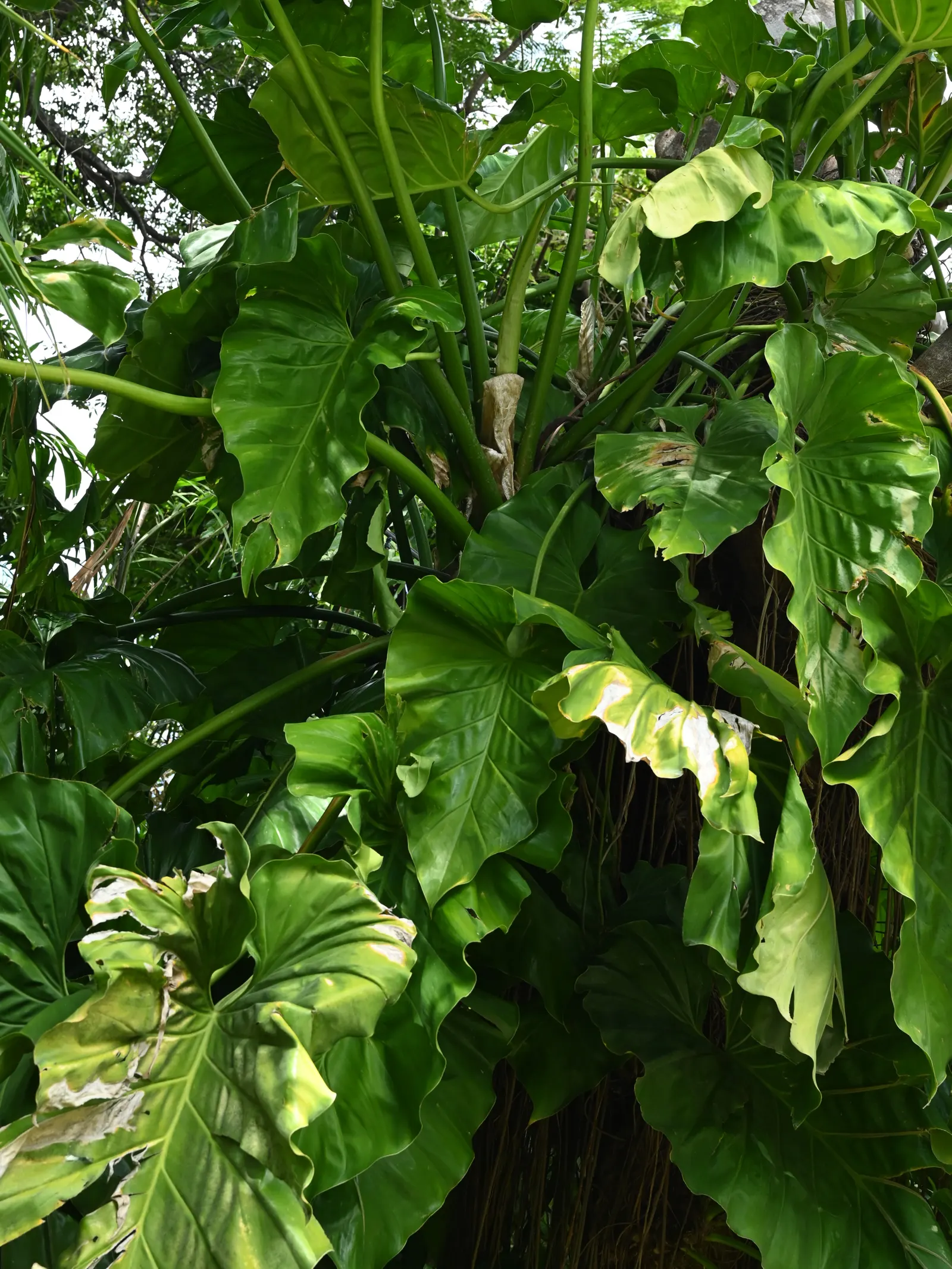Elephant Ear Philodendron (Philodendron Giganteum) — it is best used as a dramatic; white flowers in the garden