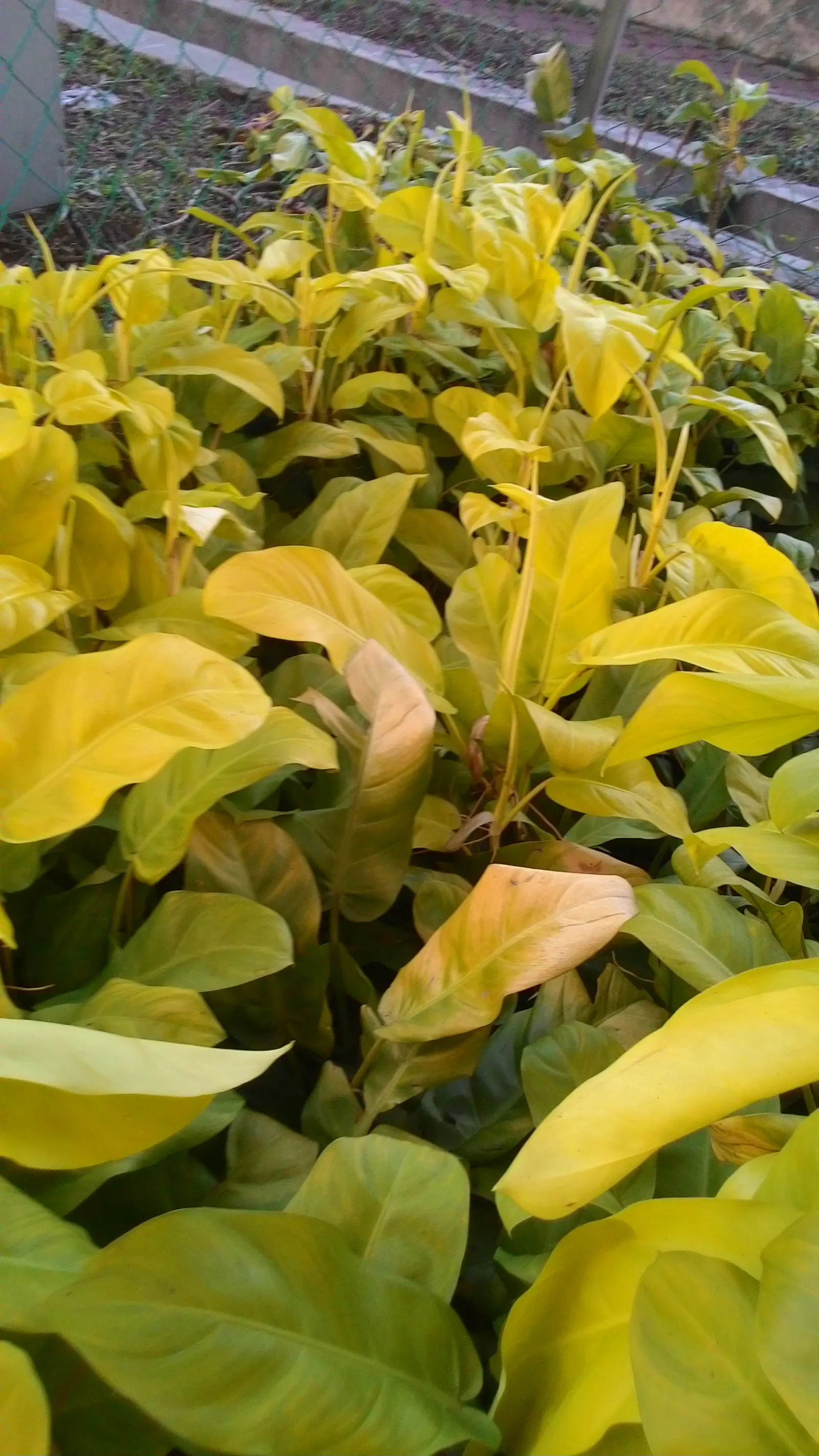 Elephant Ear Philodendron (Philodendron Giganteum) — This plant prefers consistently moist