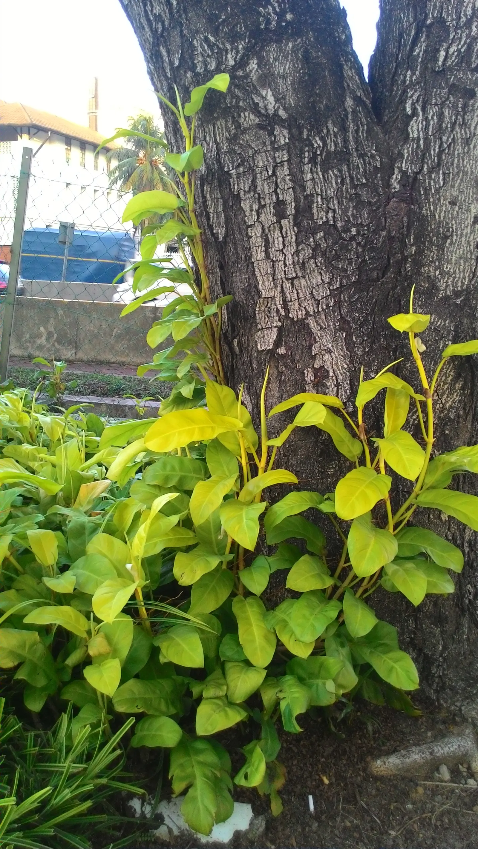 Elephant Ear Philodendron (Philodendron Giganteum) — the leaves gracefully emerge from stout