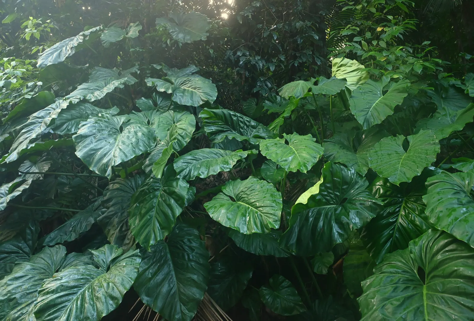 Elephant Ear Philodendron (Philodendron Giganteum) — known scientifically as Philodendron giganteum