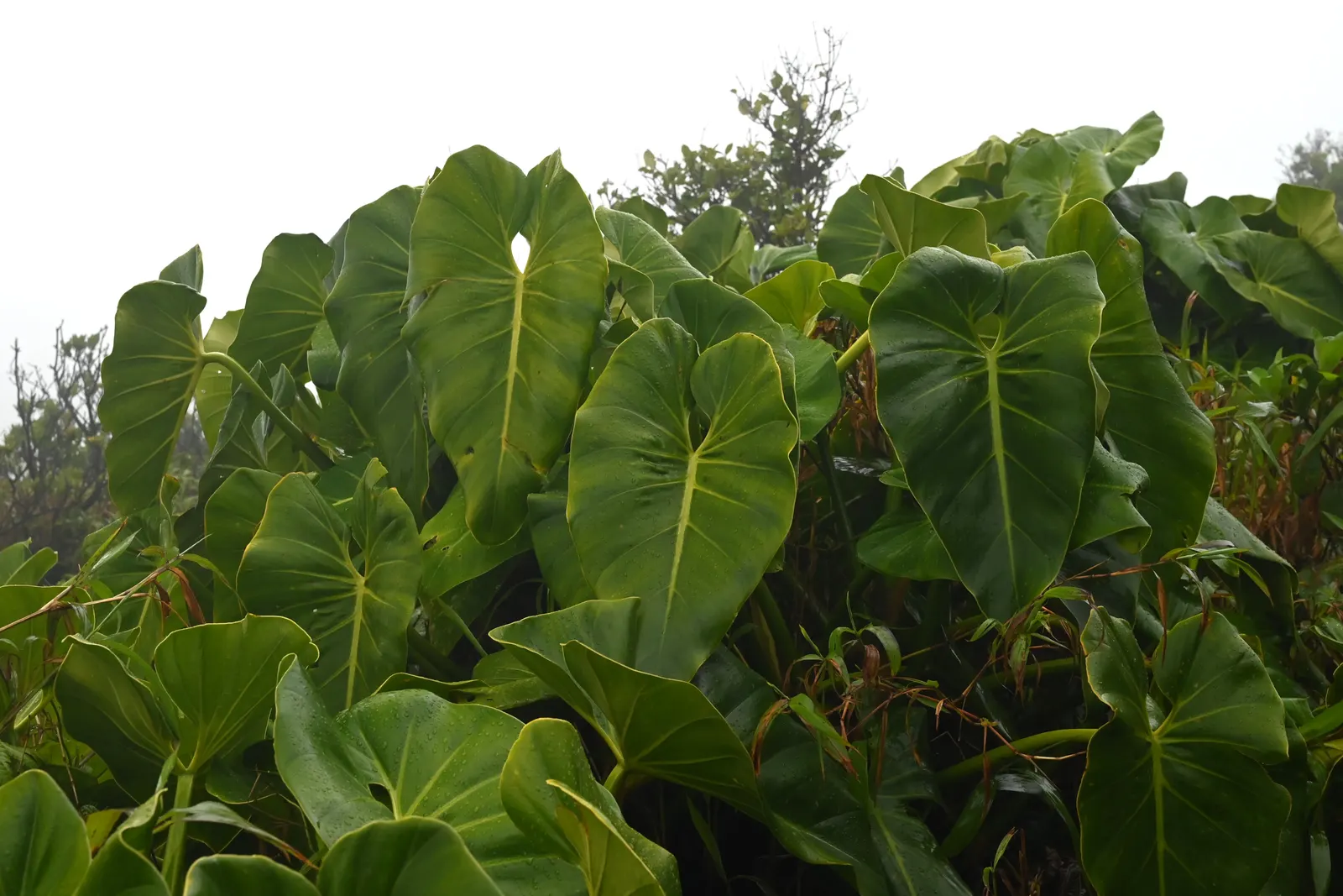 Elephant Ear Philodendron (Philodendron Giganteum) — creating a tropical canopy; heart-shaped leaves that can span up to 4 to 5 feet in length and 3 to 4 feet