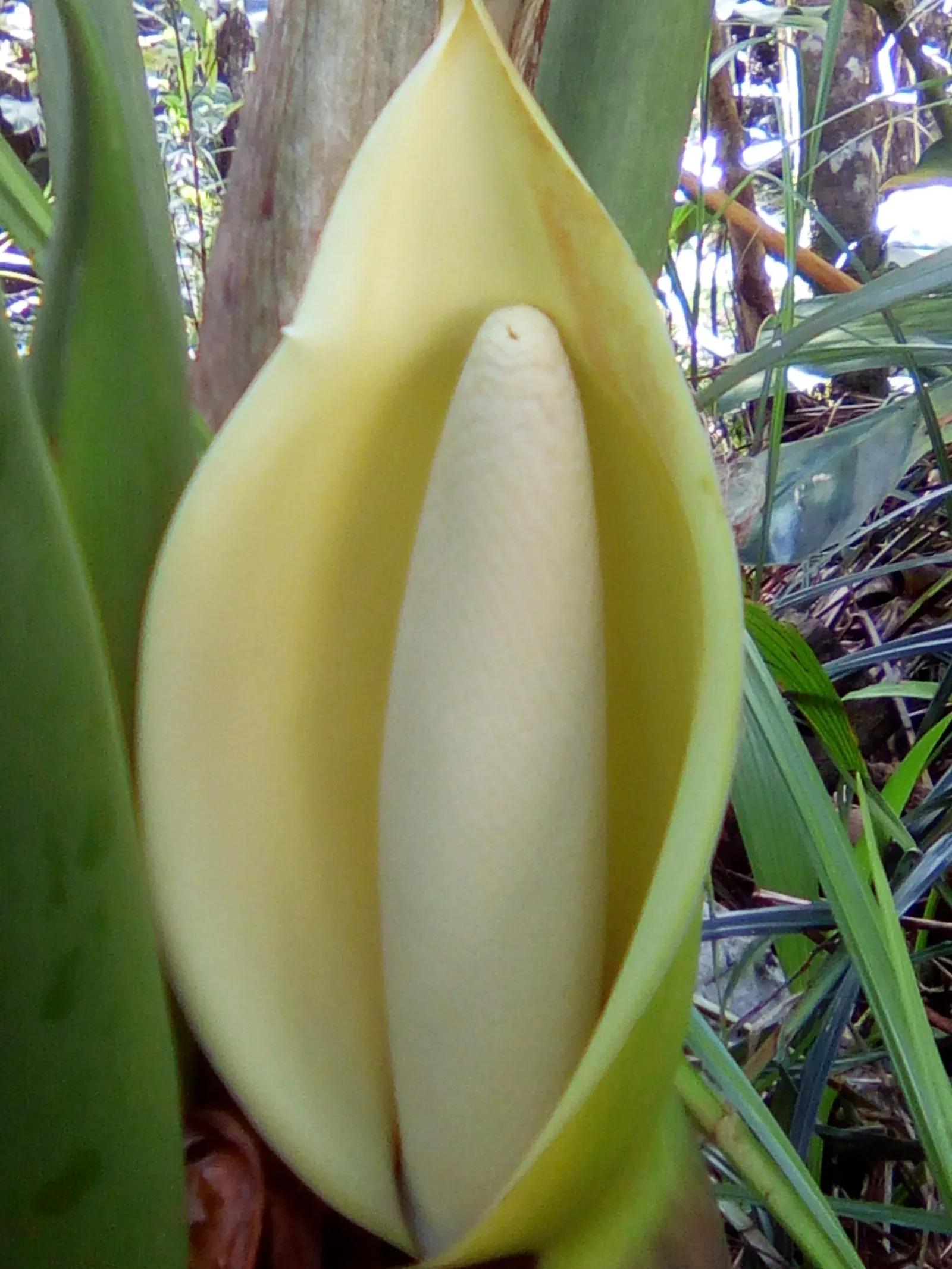 Elephant Ear Philodendron (Philodendron Giganteum) — the Elephant Ear Philodendron is ideal for creating lush