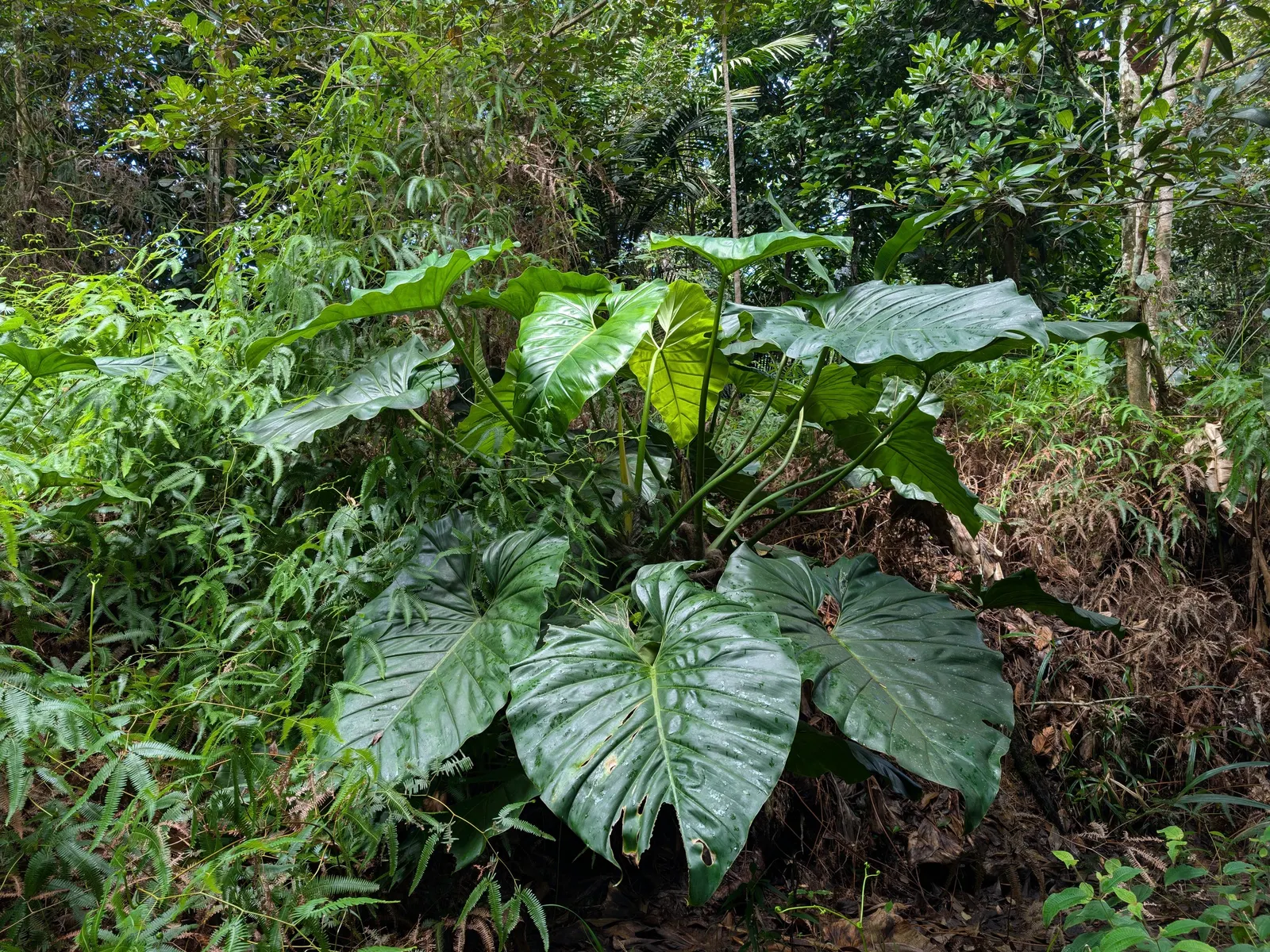 Elephant Ear Philodendron (Philodendron Giganteum) — it is best used as a dramatic