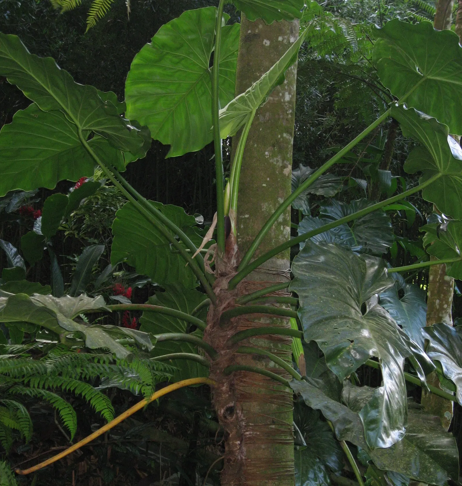 Elephant Ear Philodendron (Philodendron Giganteum) — shrub / vine for half or shade