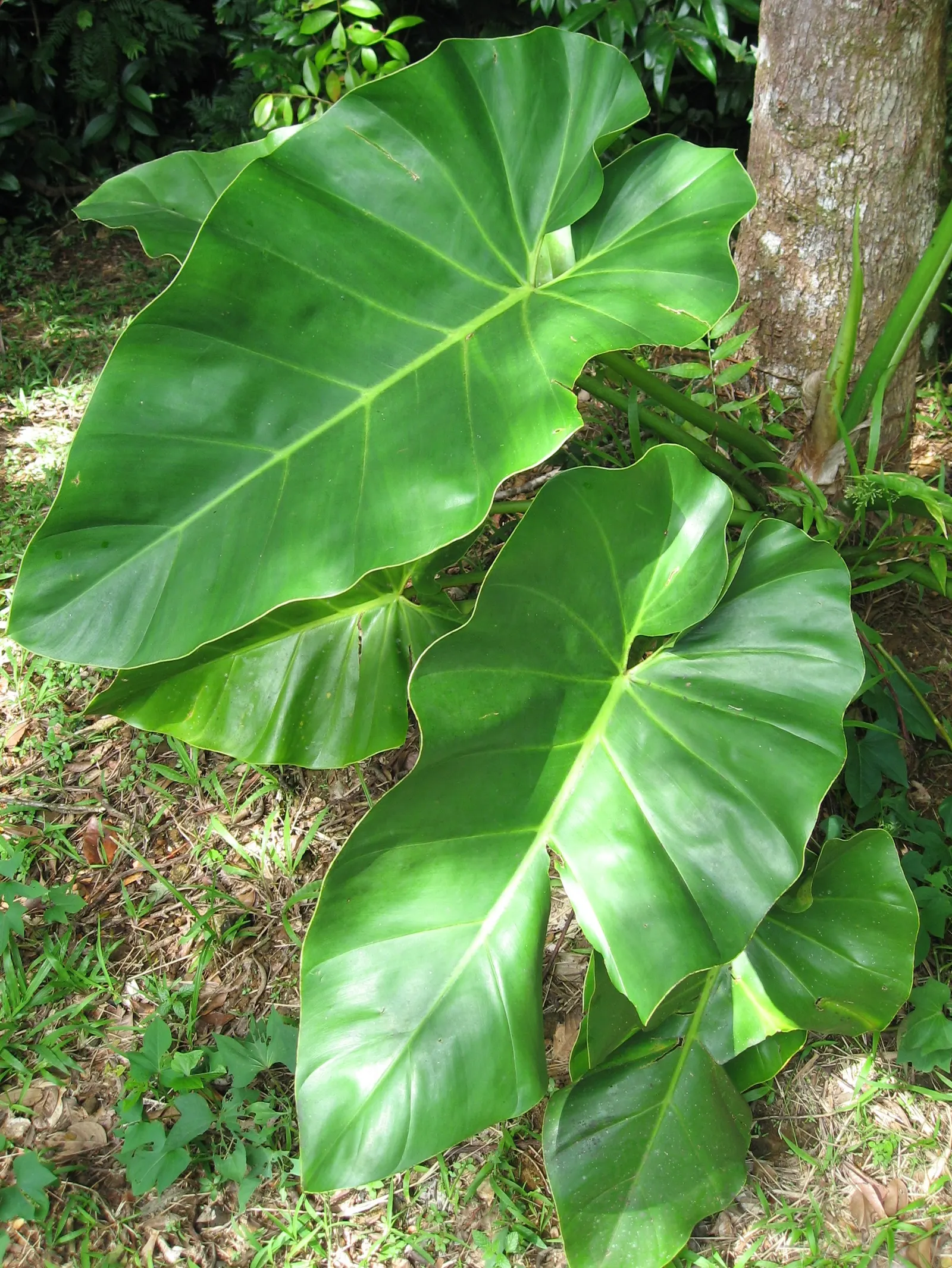 Elephant Ear Philodendron (Philodendron Giganteum) — white flowers in the garden