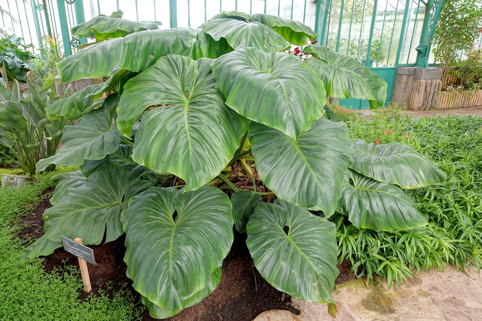 Elephant Ear Philodendron (Philodendron Giganteum) — tropical focal points or for providing background foliage in a mixed planting scheme