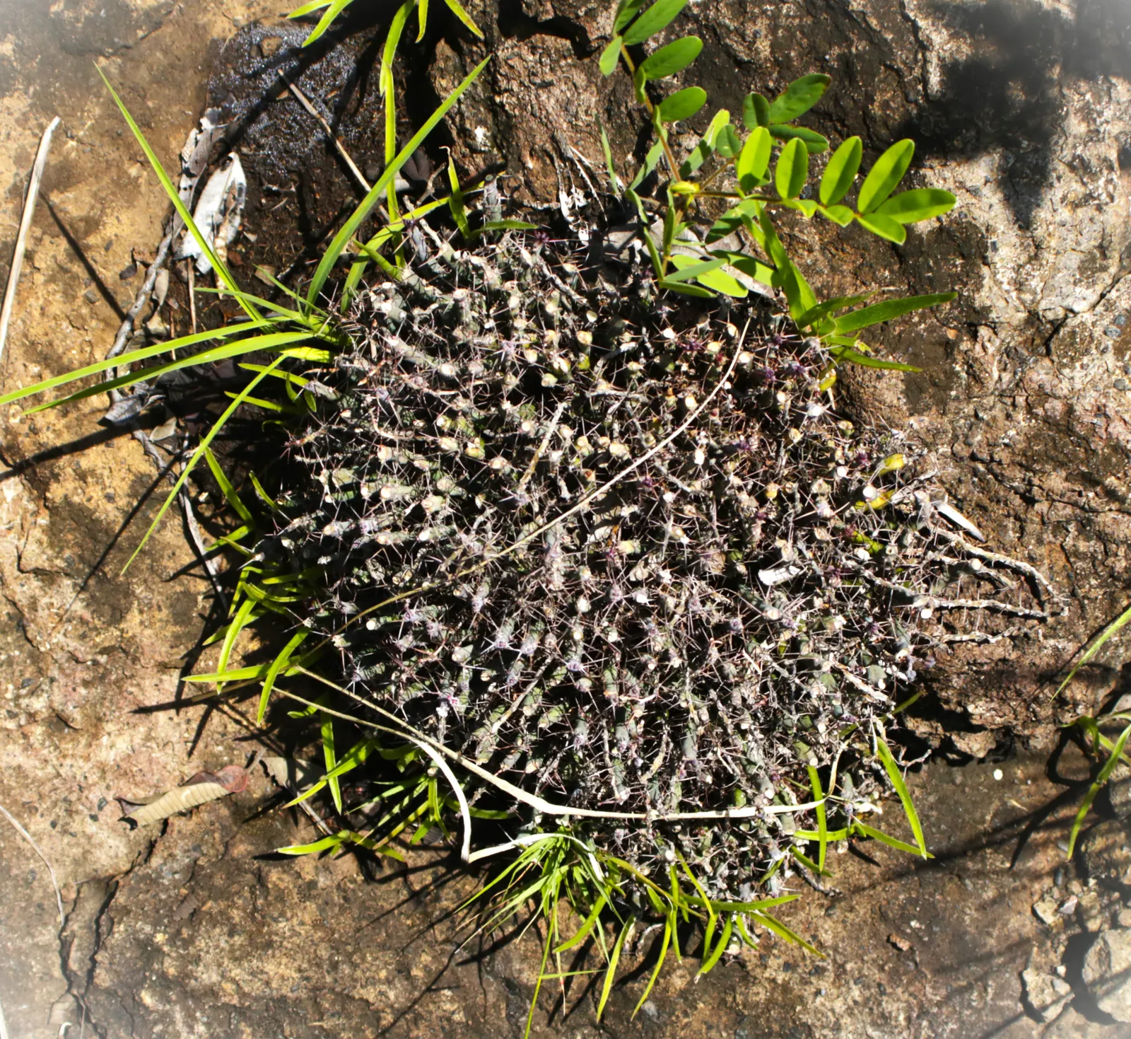 Wire Netting Bush (Corokia Cotoneaster) — In spring through early summer