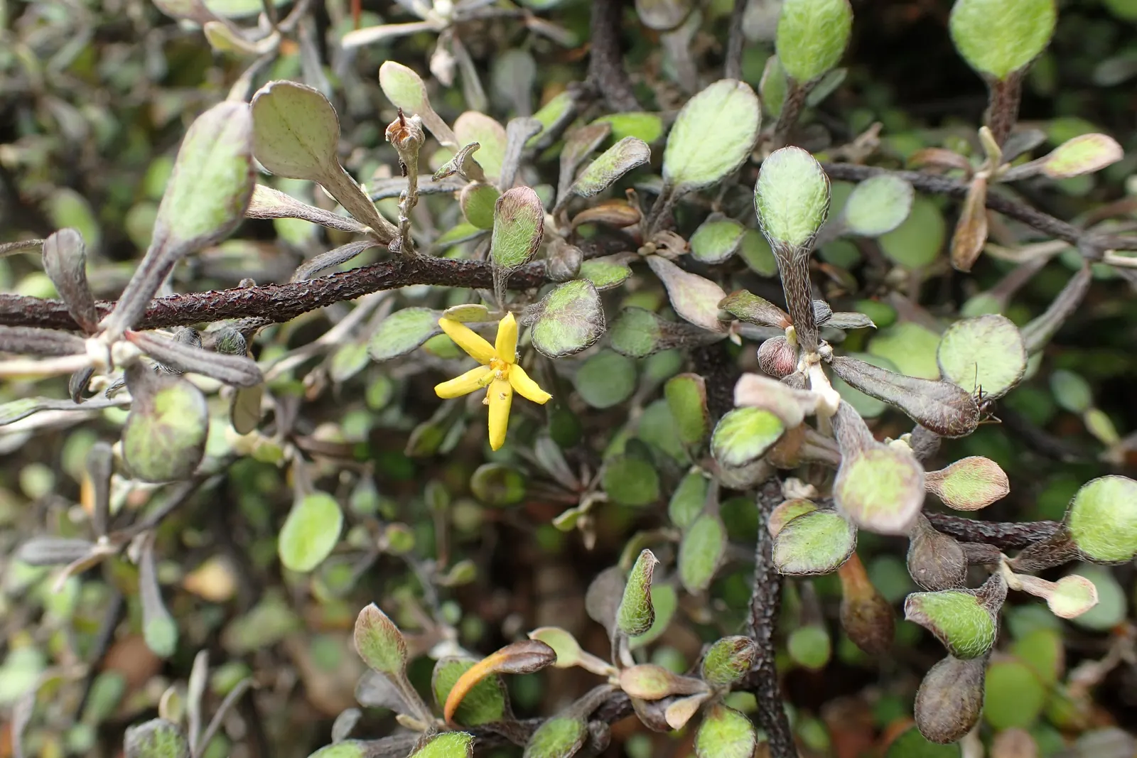 Wire Netting Bush (Corokia Cotoneaster) — low-maintenance shrub with a wiry