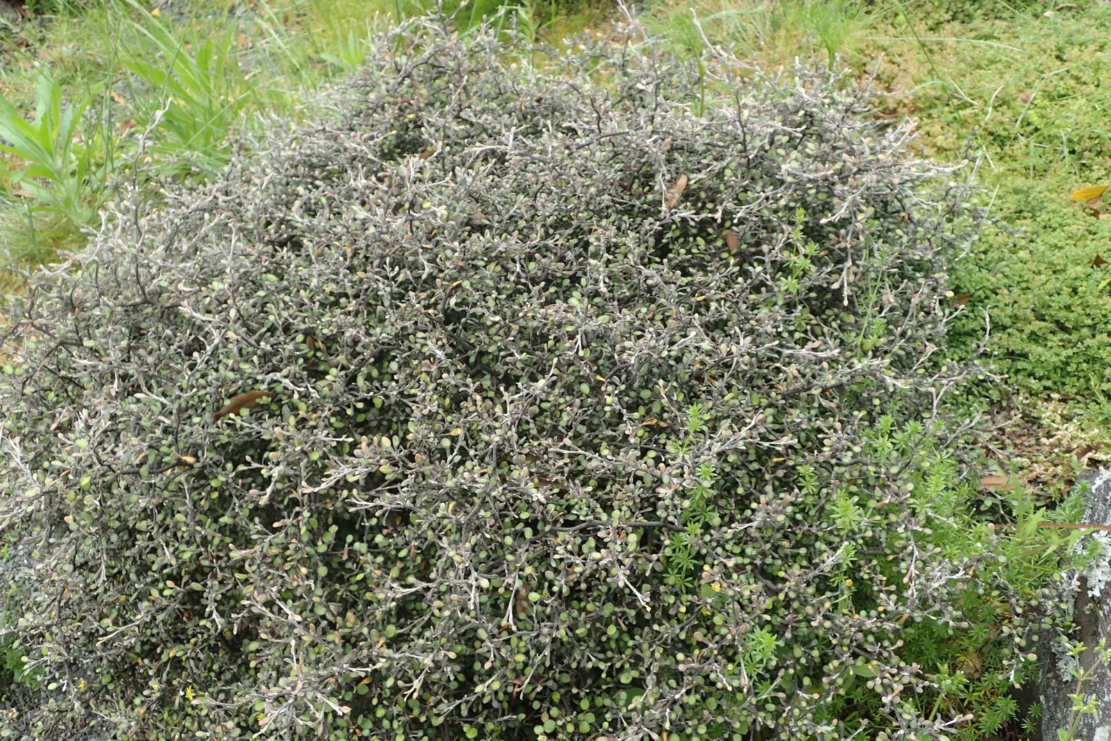 Wire Netting Bush (Corokia Cotoneaster) — adding a pop of color and interest