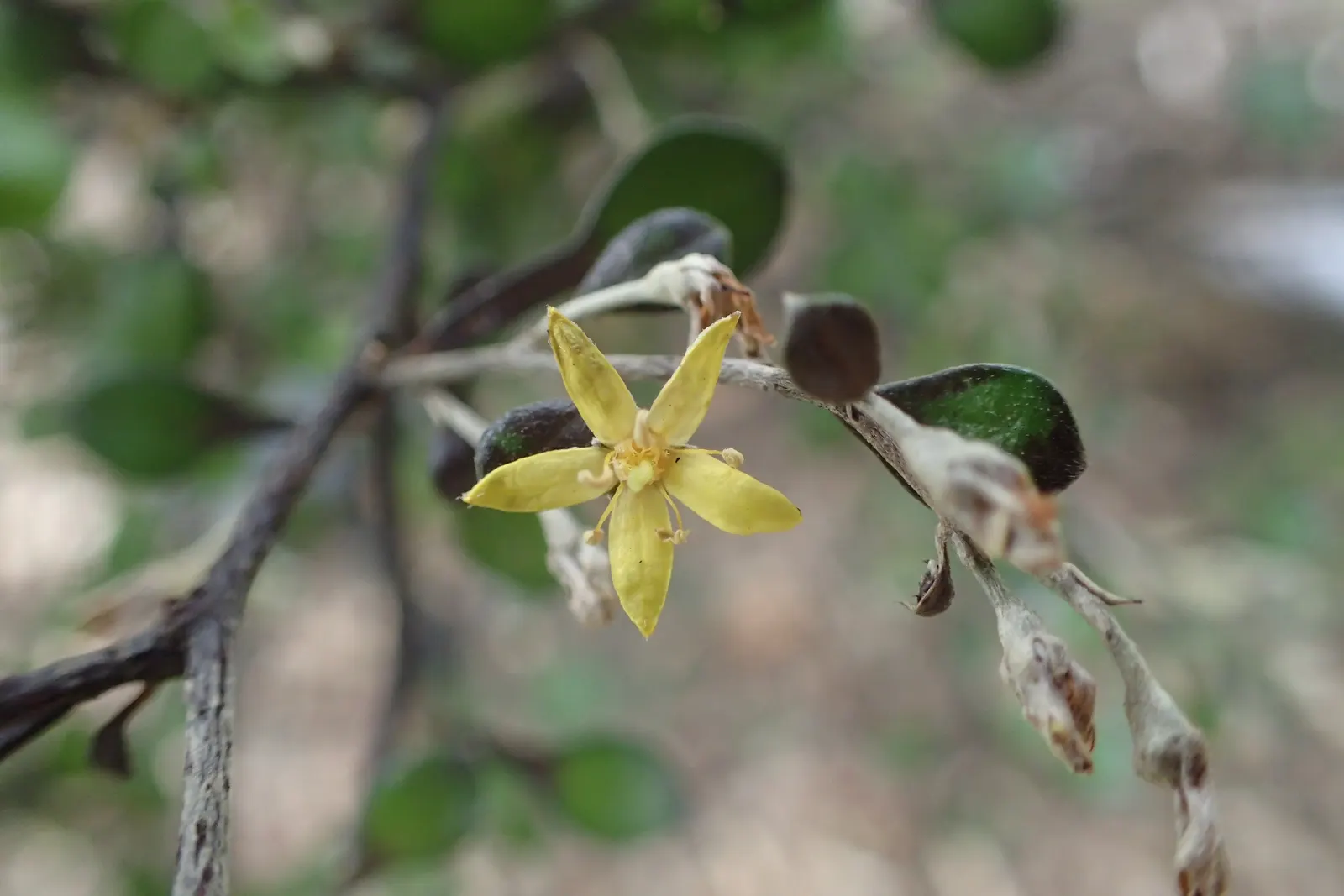 Wire Netting Bush (Corokia Cotoneaster) — giving way to red or orange berries that persist into winter