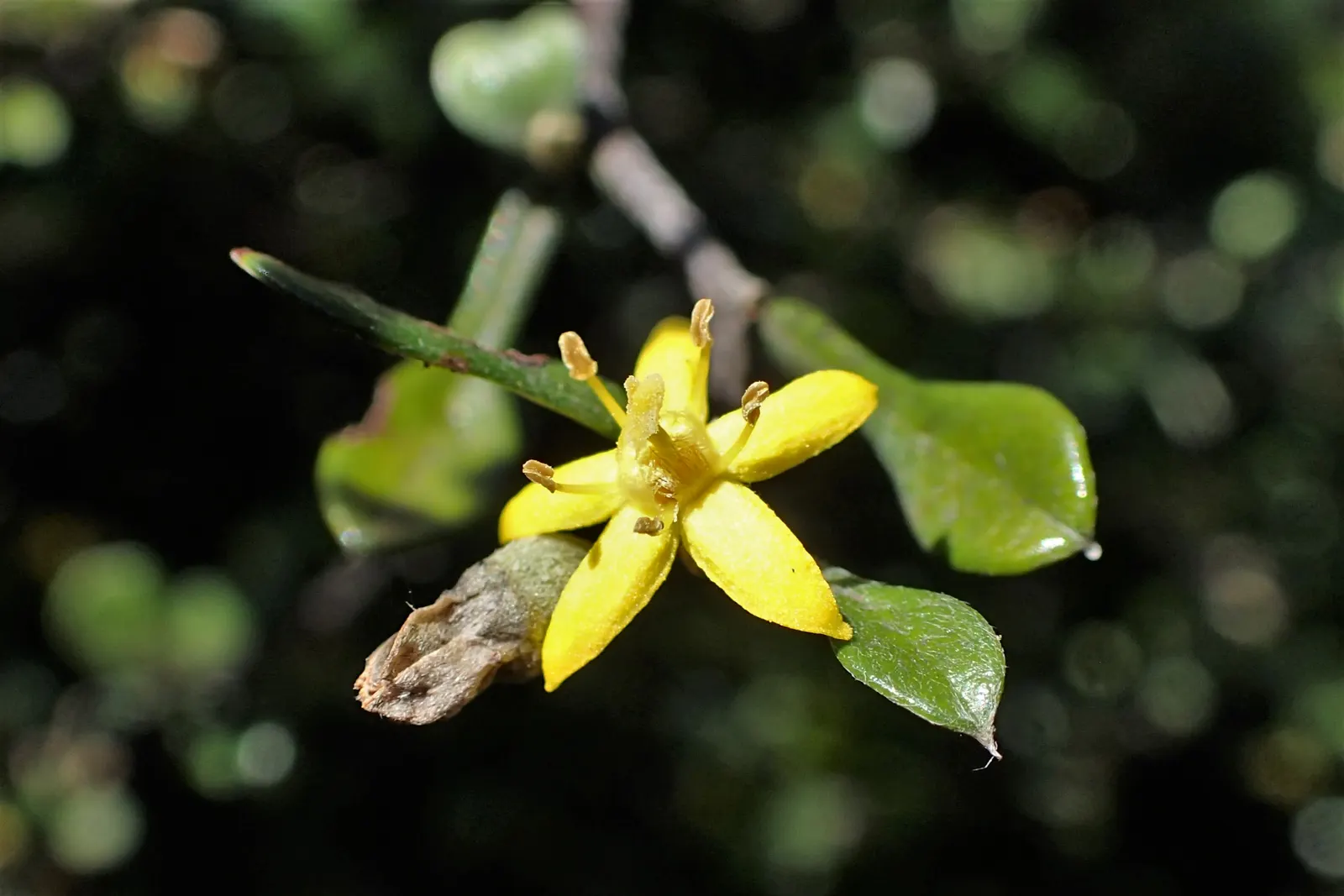 Wire Netting Bush (Corokia Cotoneaster) — Its distinctive, interlaced branching pattern gives it a wiry appearance, hence the common name