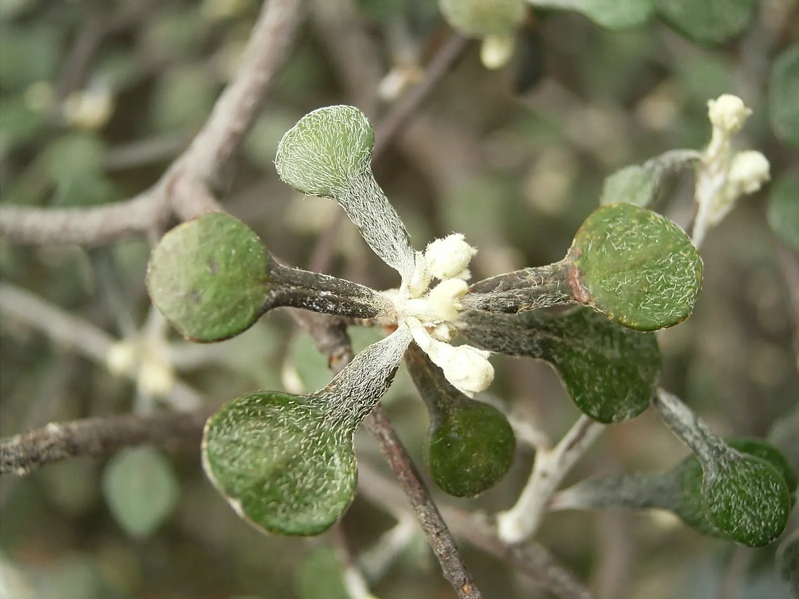 Wire Netting Bush (Corokia Cotoneaster) — The plant typically reaches a height of 3 to 5 feet and can spread equally wide