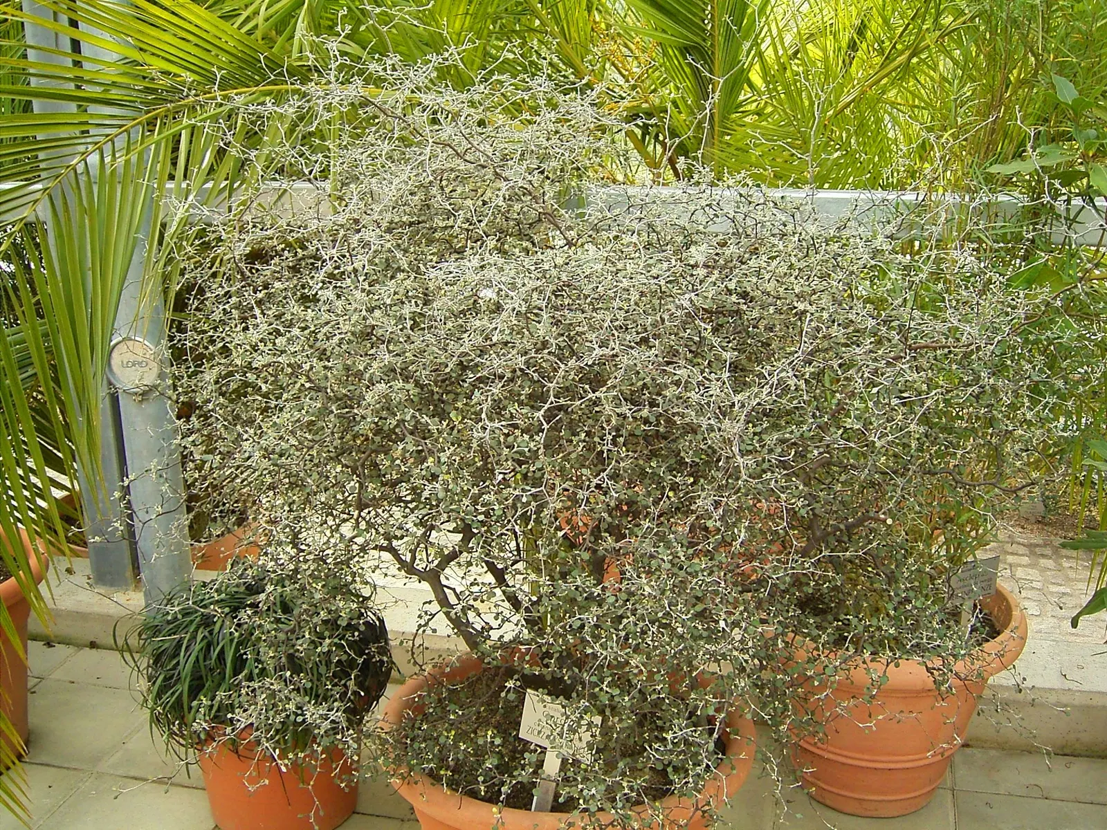 Wire Netting Bush (Corokia Cotoneaster) — Adored for its silver-gray foliage