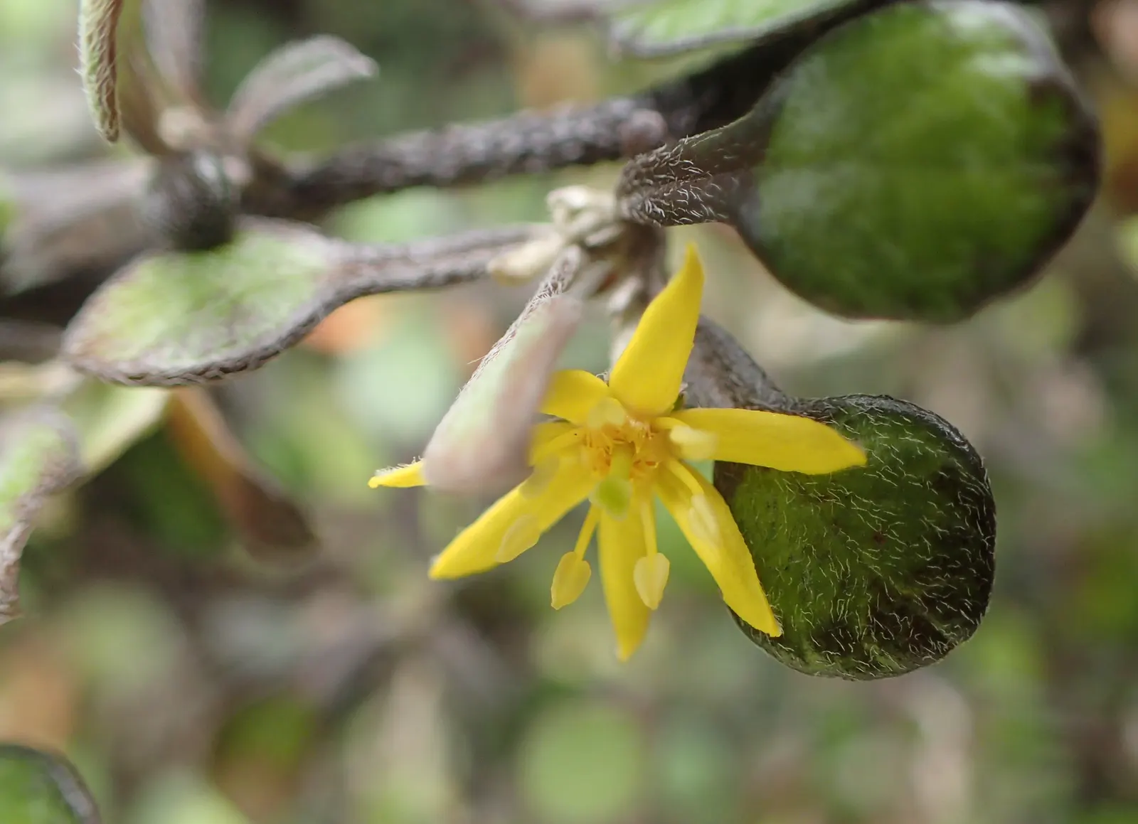 Wire Netting Bush (Corokia Cotoneaster) — It prefers well-draining soil