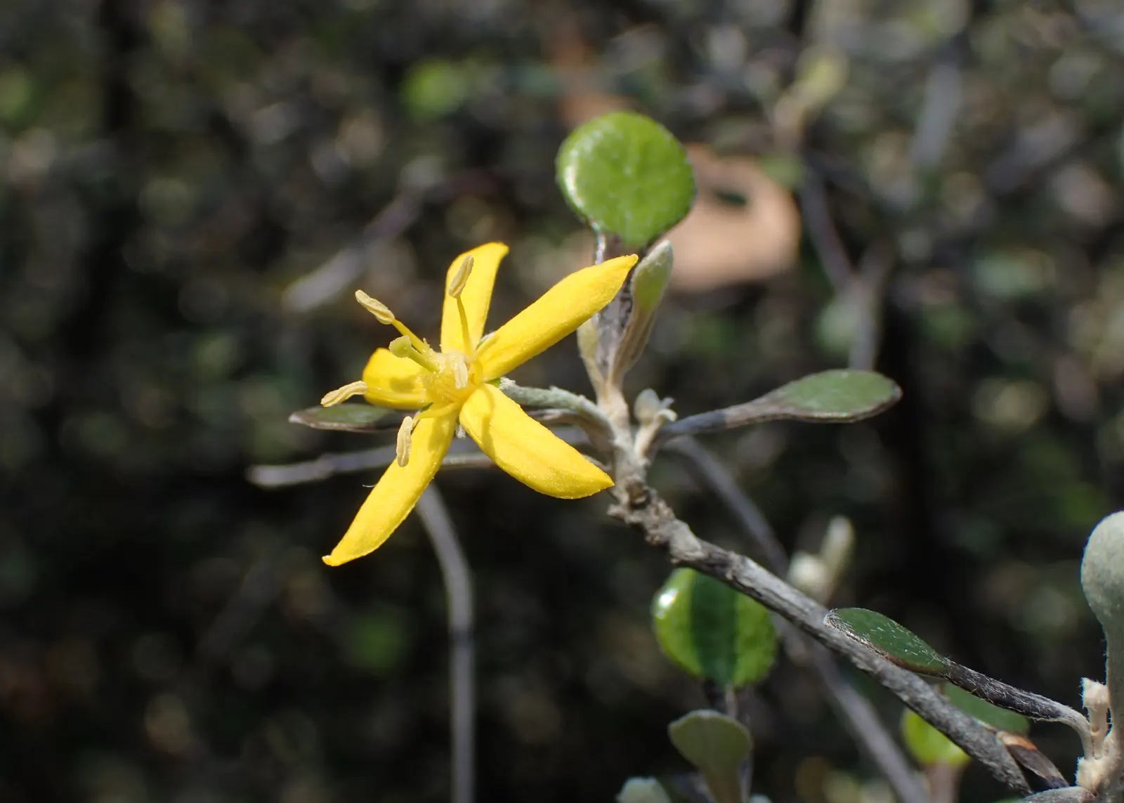 Wire Netting Bush (Corokia Cotoneaster) — Hardy in zones 7-10, this drought-tolerant plant adds texture and contrast to any landscape design