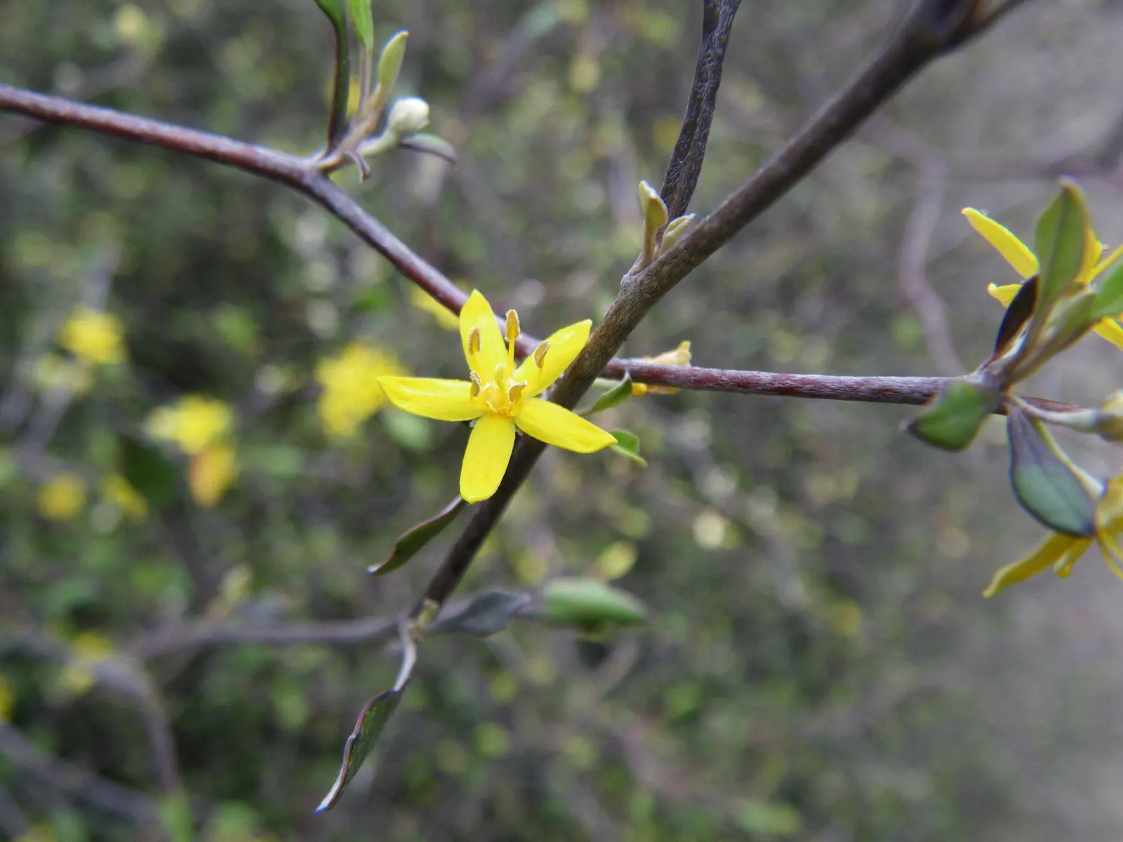 Wire Netting Bush (Corokia Cotoneaster) — commonly referred to as the Wire Netting Bush