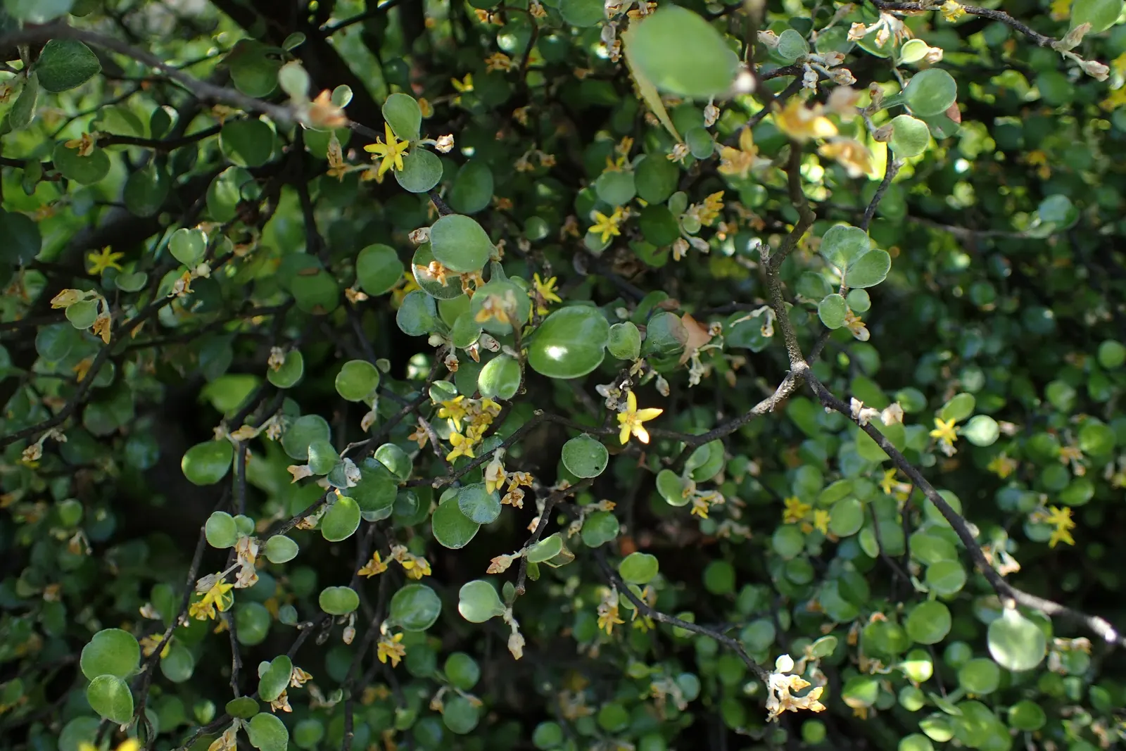 Wire Netting Bush (Corokia Cotoneaster) — can withstand coastal conditions
