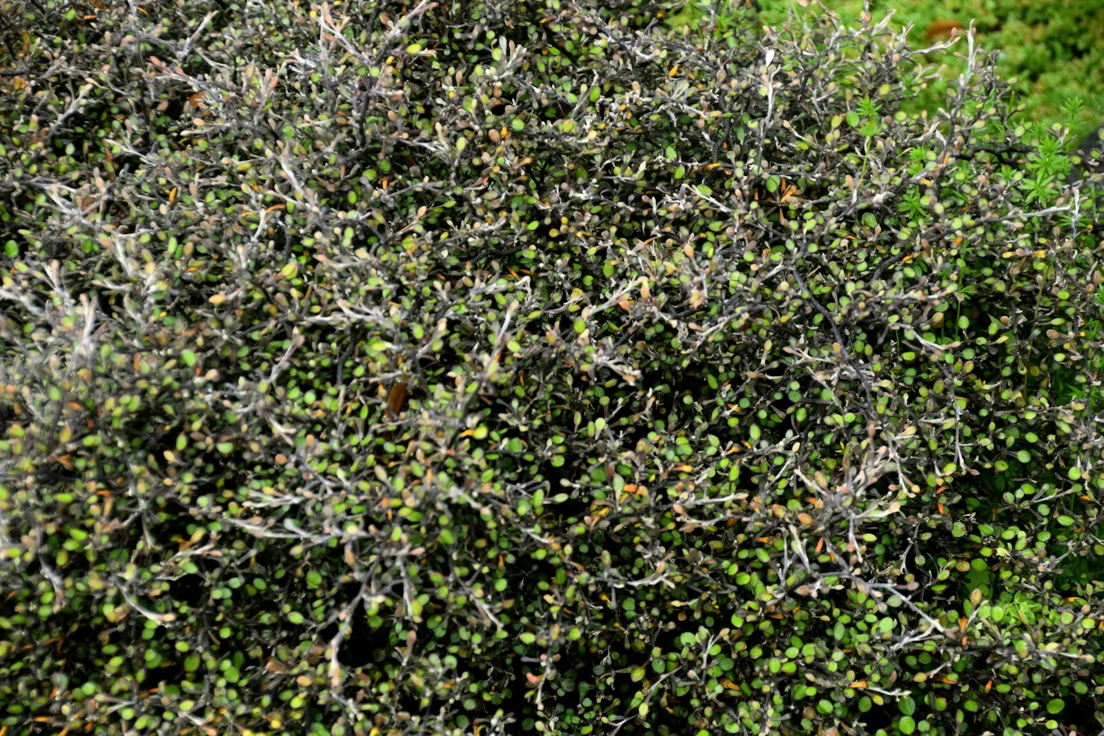 Wire Netting Bush (Corokia Cotoneaster) — Ideal spacing is approximately 5 feet apart