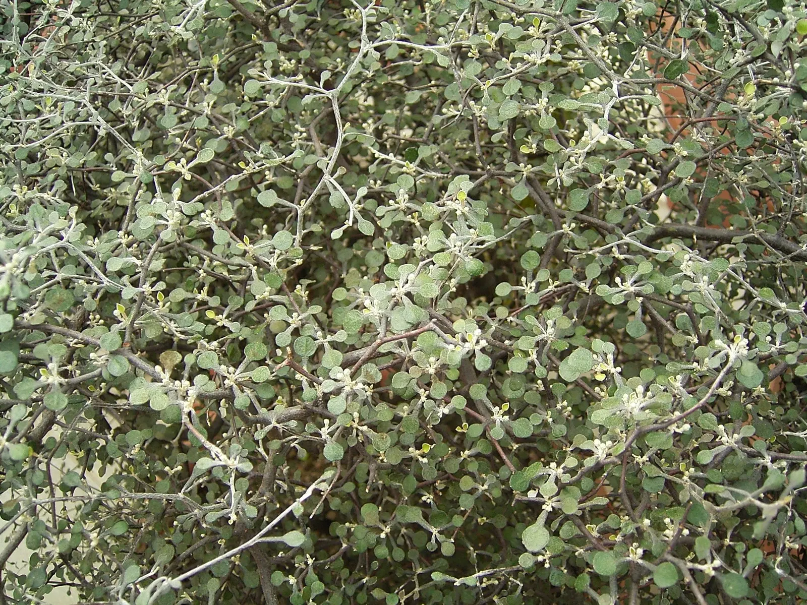 Wire Netting Bush (Corokia Cotoneaster) — it thrives in full sun to partial shade in well-drained soil