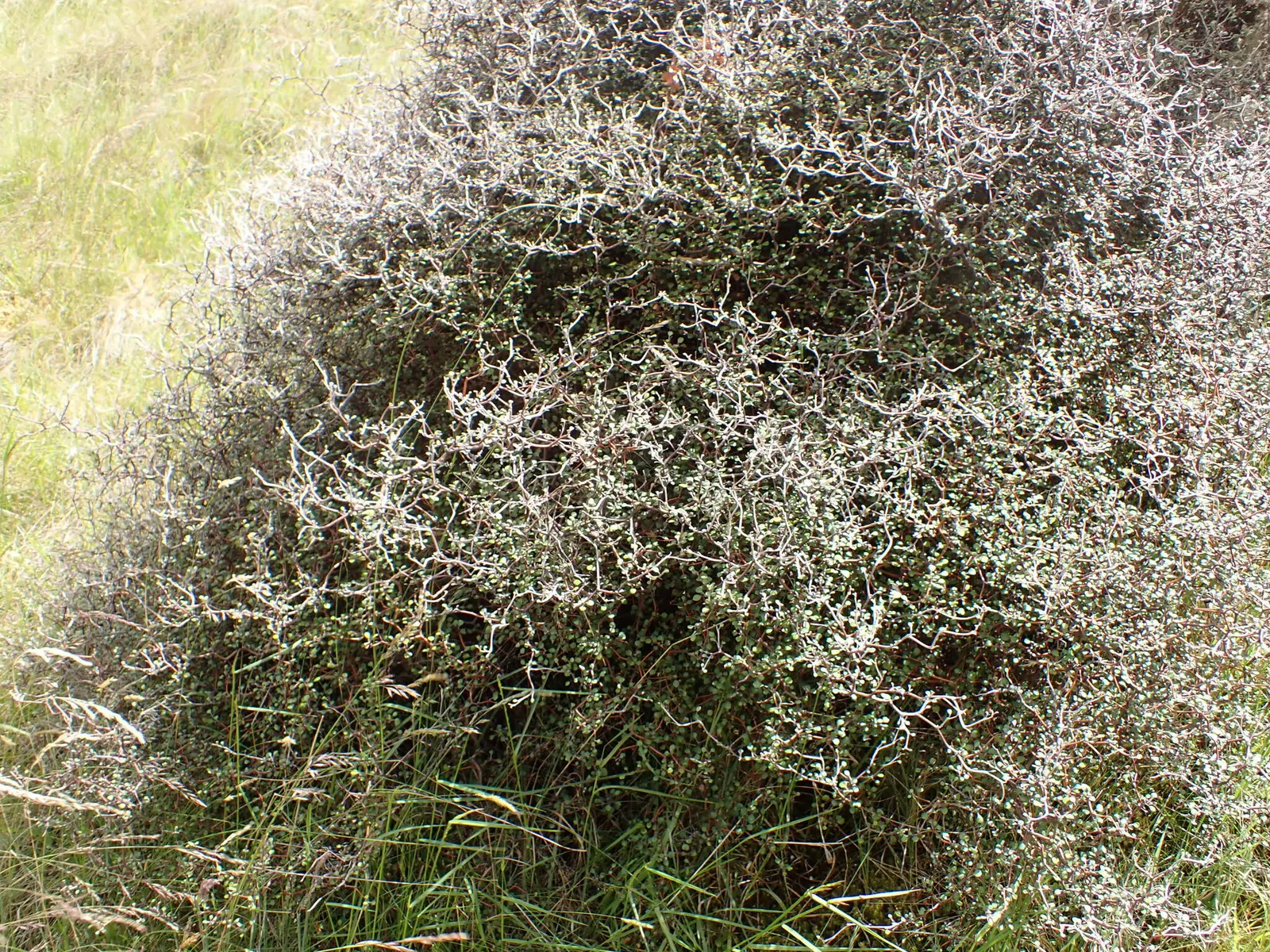Wire Netting Bush (Corokia Cotoneaster) — star-shaped yellow flowers emerge
