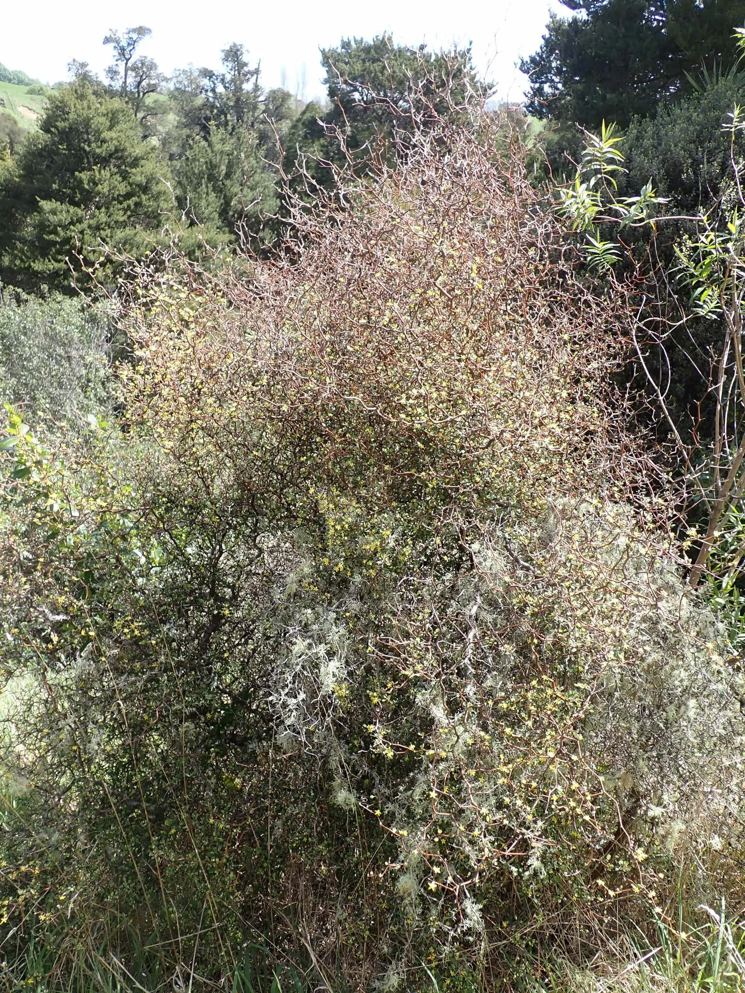 Wire Netting Bush (Corokia Cotoneaster) — These berries also attract birds
