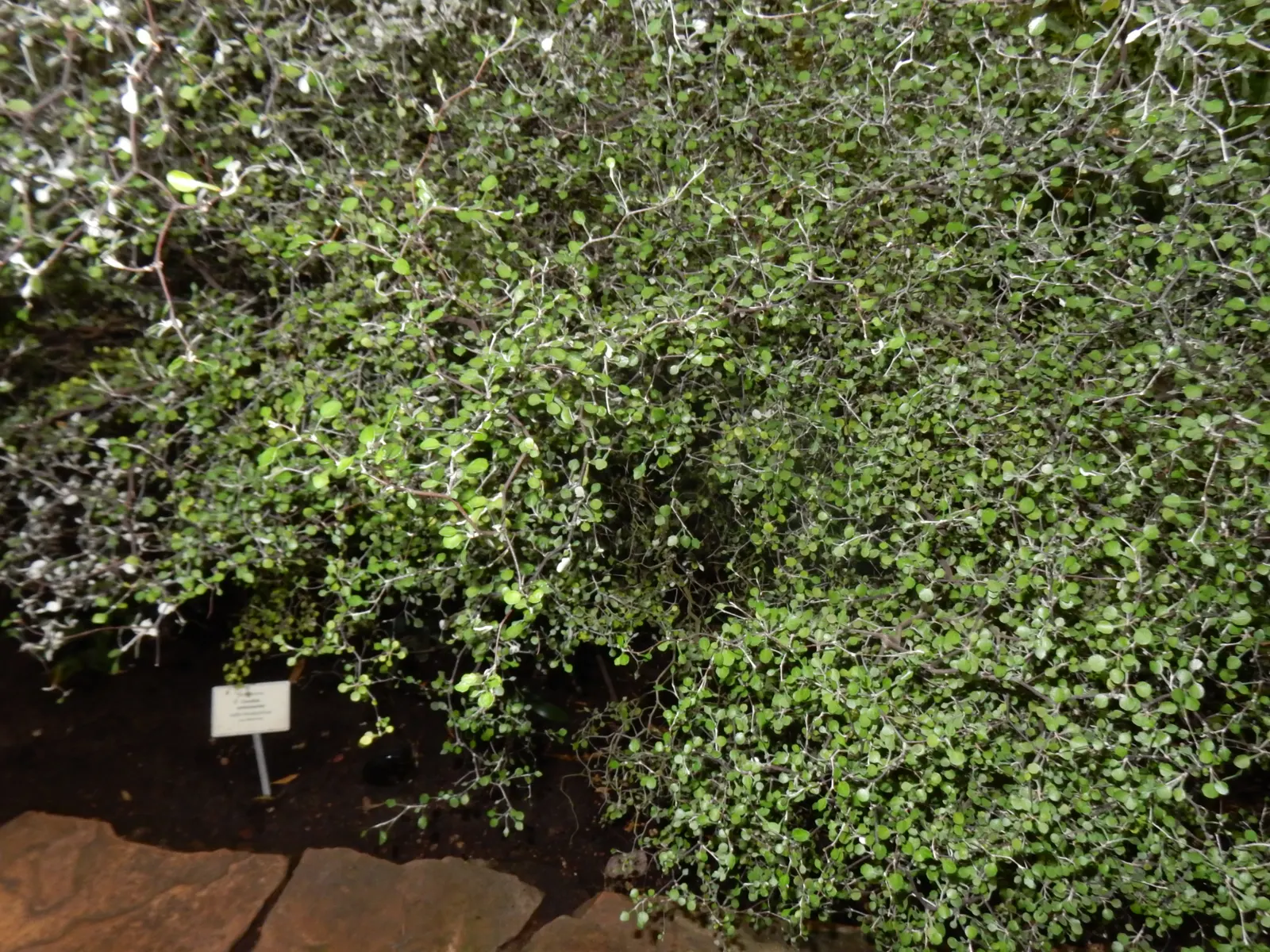 Wire Netting Bush (Corokia Cotoneaster) — offset by a silvery underside that provides a stunning contrast