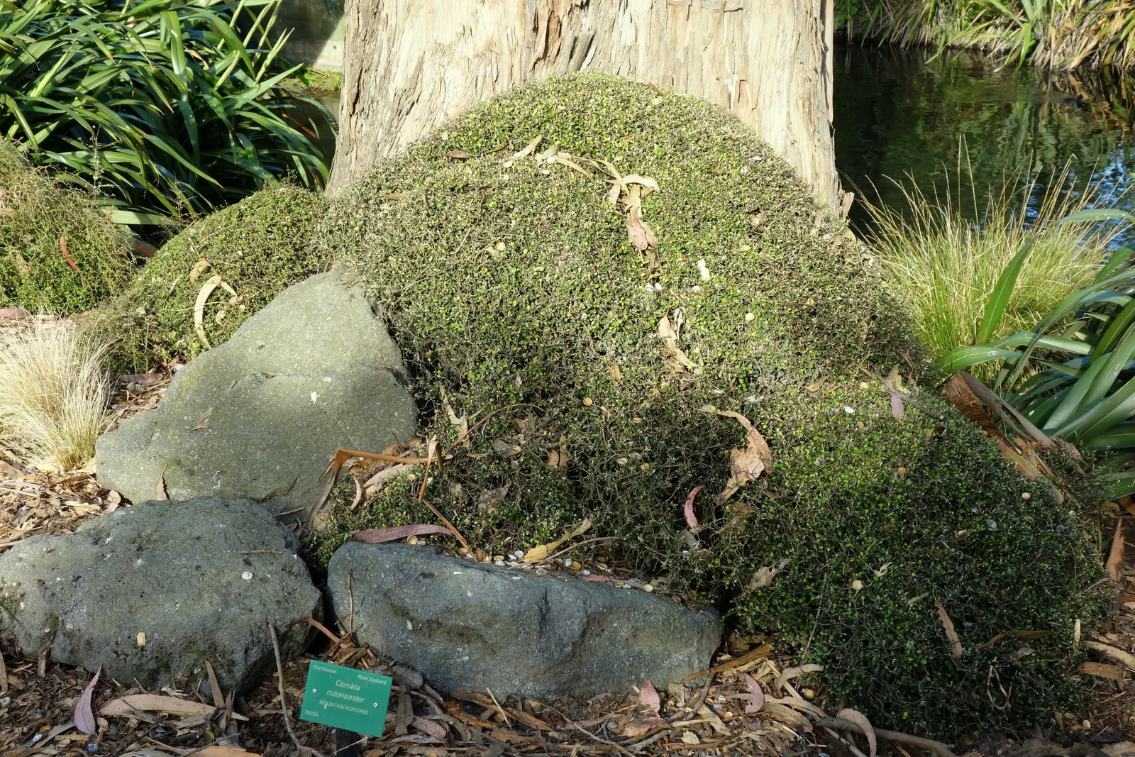 Wire Netting Bush (Corokia Cotoneaster) — and is tolerant of both full sun and partial shade