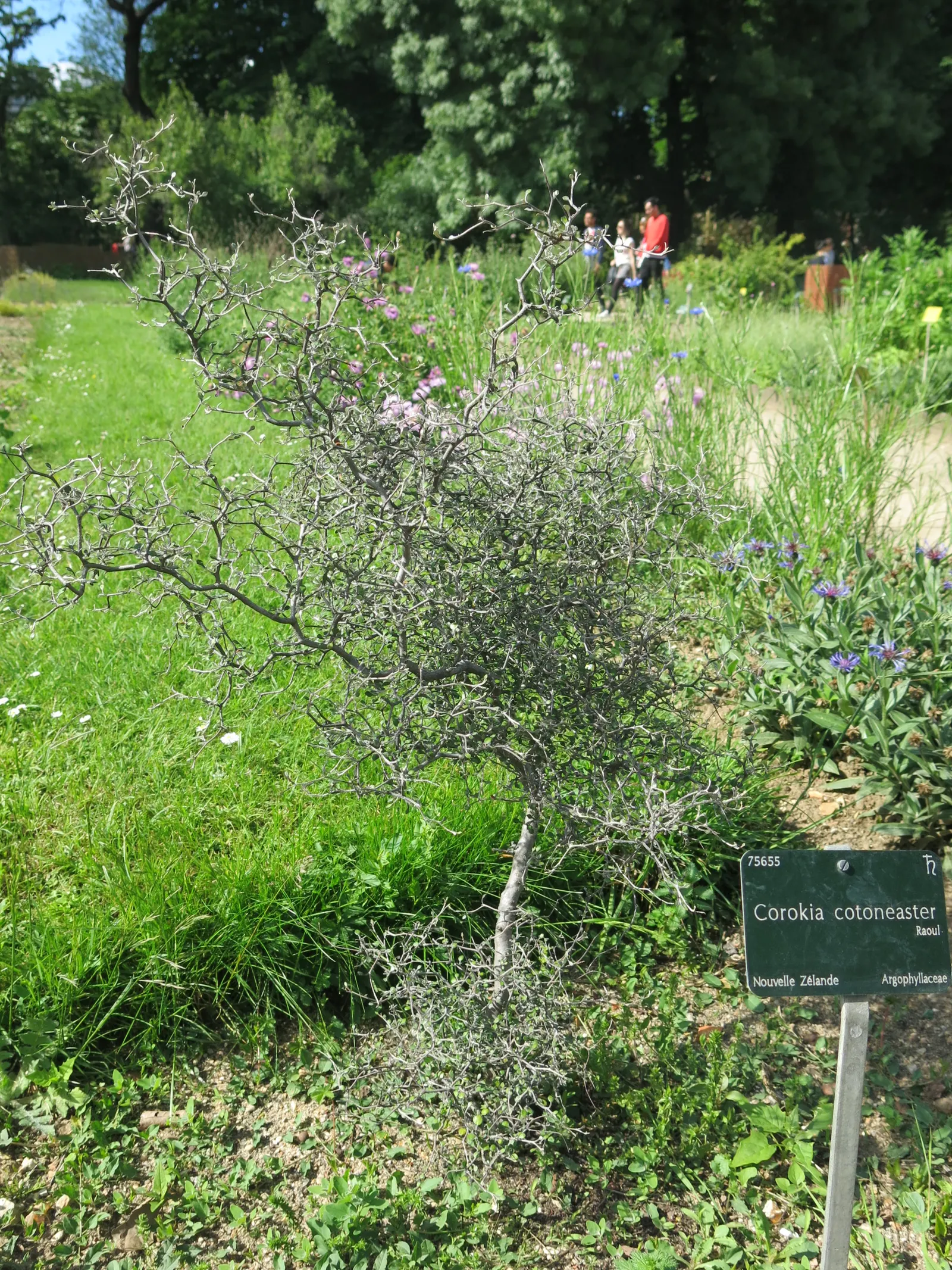 Wire Netting Bush (Corokia Cotoneaster) — maxing out around 6-10 feet tall and wide
