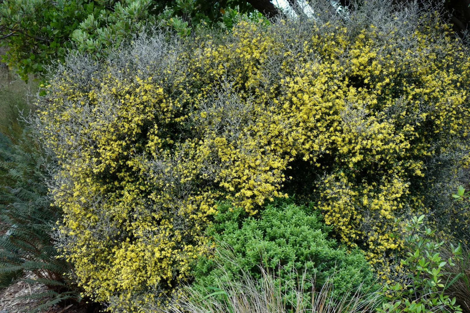 Wire Netting Bush (Corokia Cotoneaster) — is an intriguing and sculptural evergreen shrub native to New Zealand