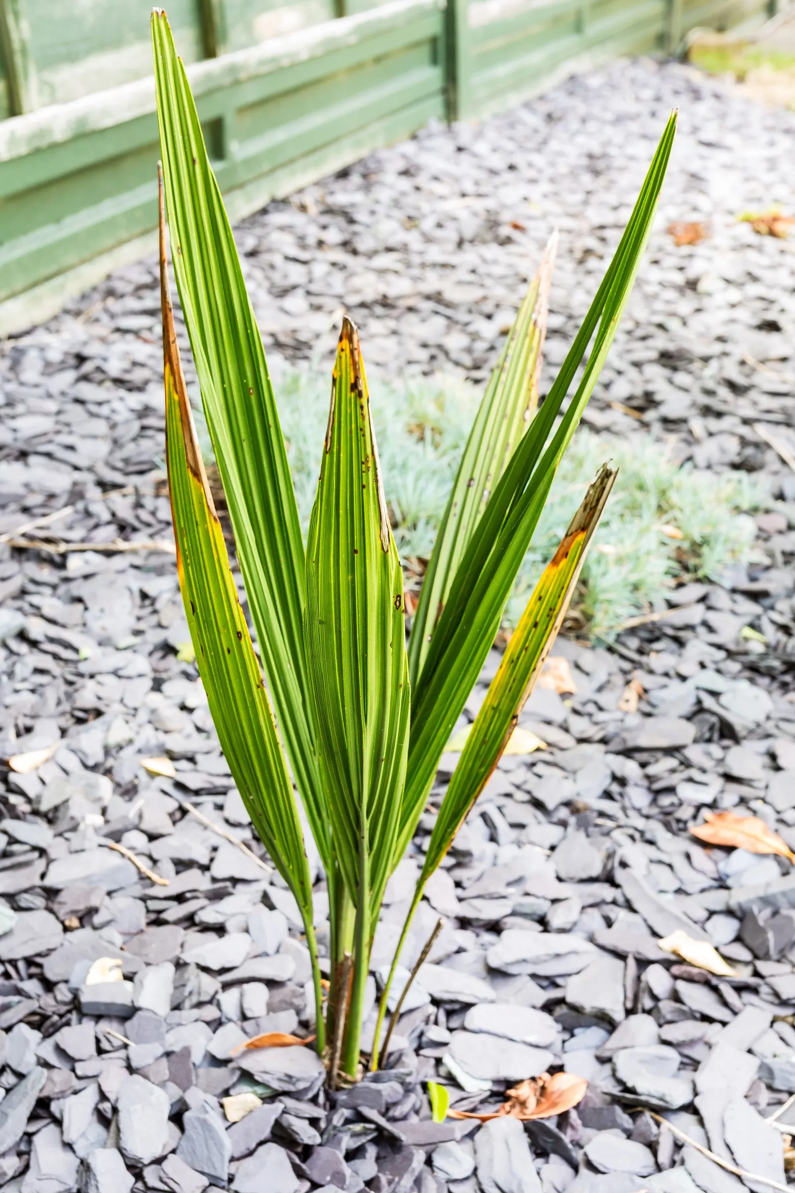 Chilean Wine Palm (Jubaea Chilensis) — The trunk is characteristically swollen at the base and tapers slightly with height; full sun is ideal for this palm