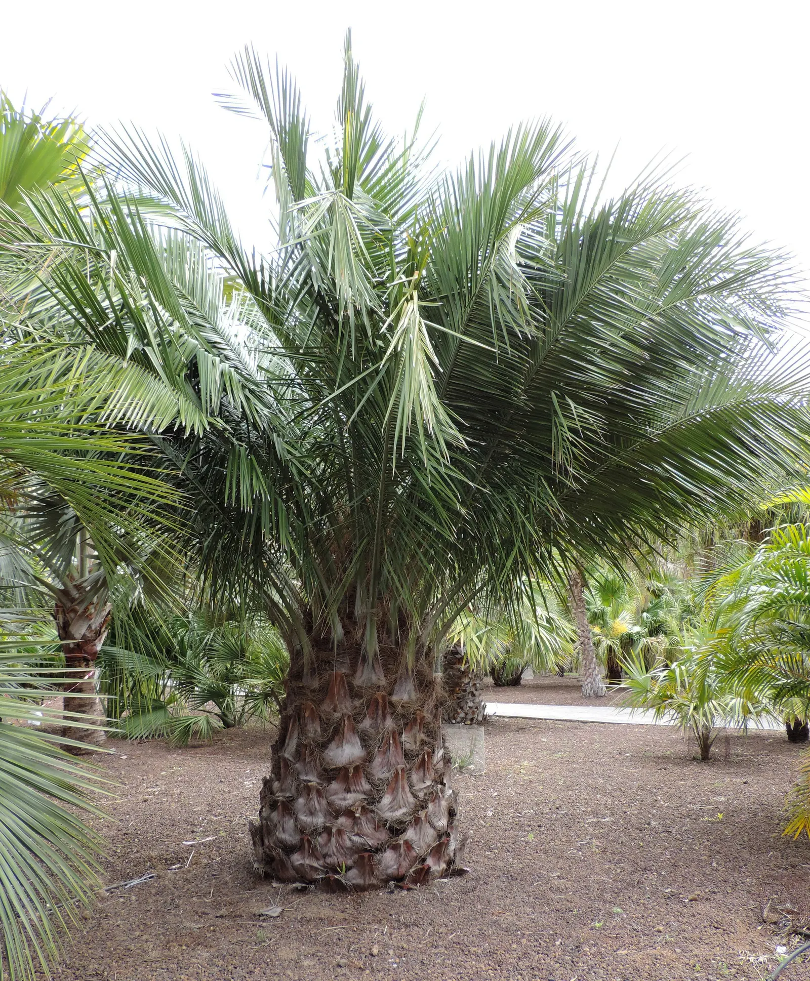 Chilean Wine Palm (Jubaea Chilensis) — The palm is crowned by a dense canopy of pinnate leaves; ideal for a focal point in large landscapes with its