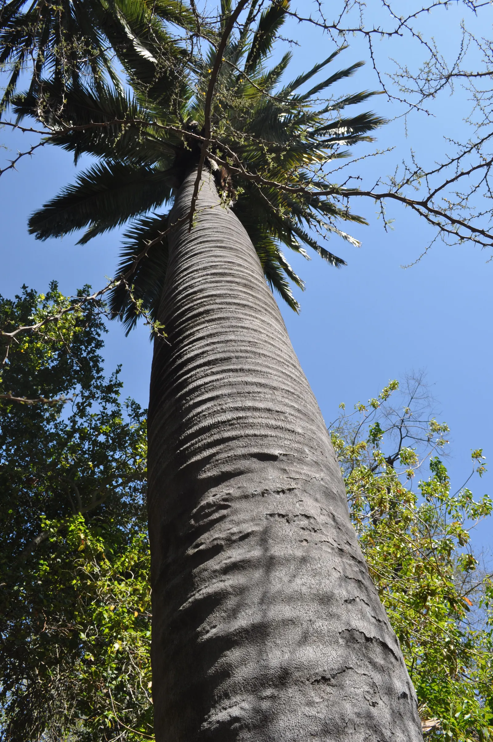 Chilean Wine Palm (Jubaea Chilensis) — each frond reaching approximately 10 to 15 feet in length