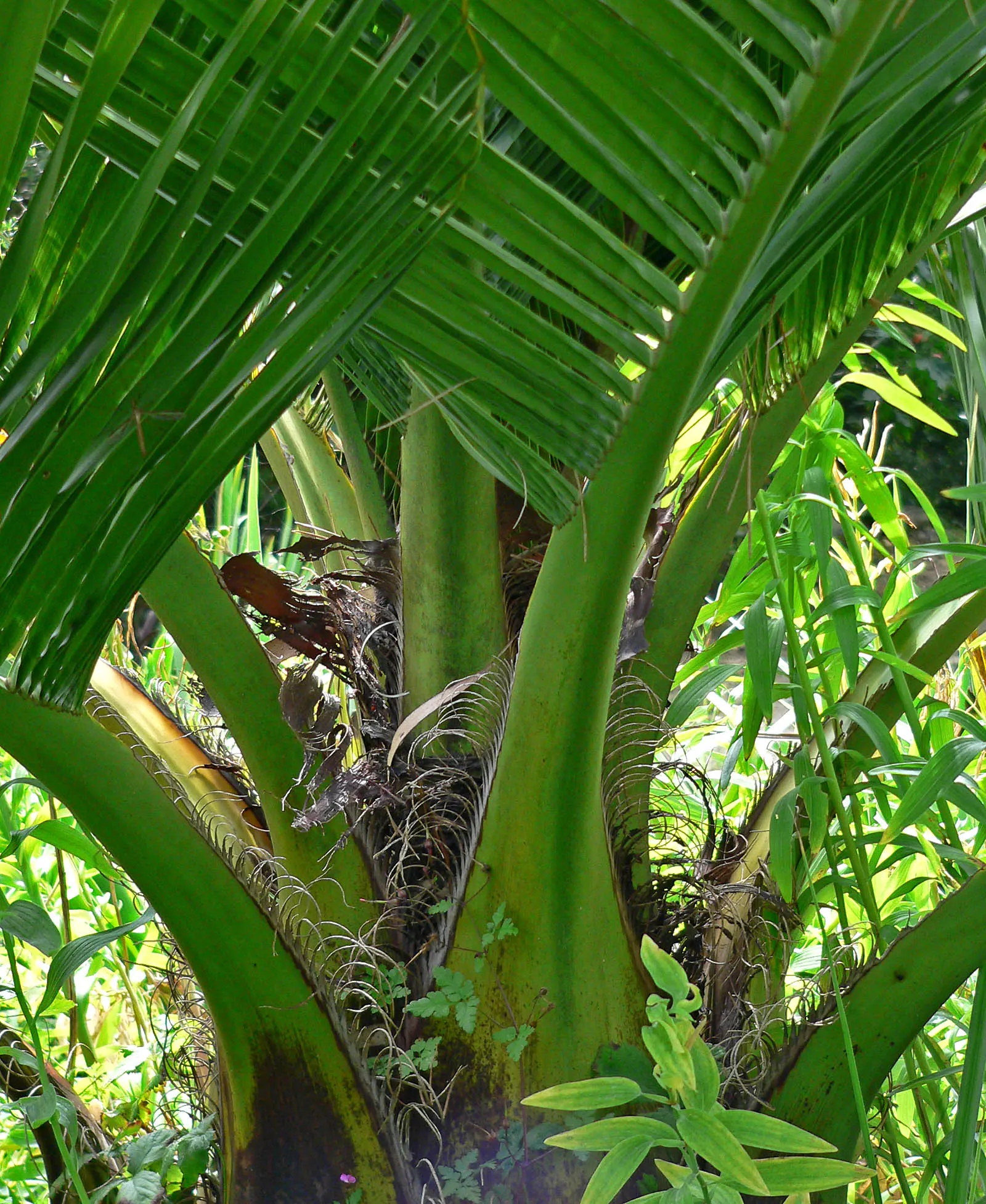 Chilean Wine Palm (Jubaea Chilensis) — it's important to allow ample space for the Jubaea chilensis to spread and mature - it will become a long-term; it