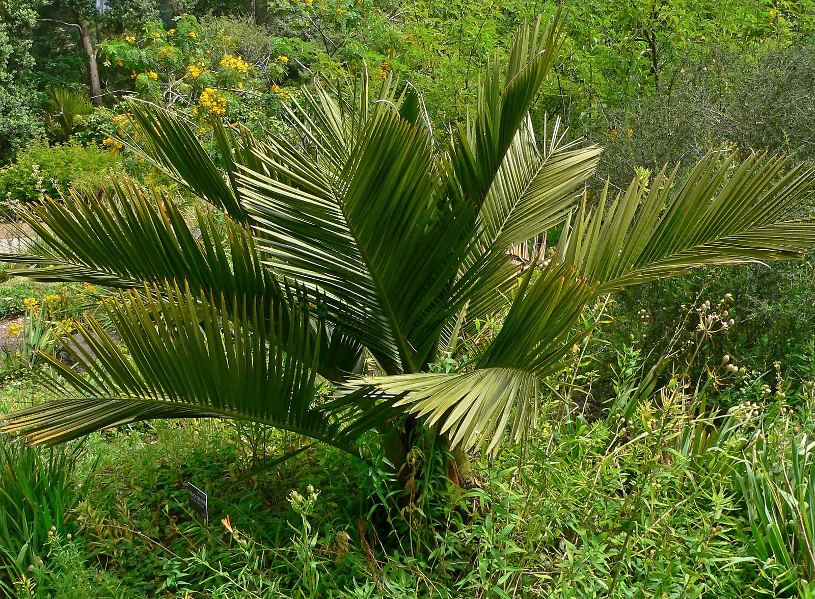 Chilean Wine Palm (Jubaea Chilensis) — It demonstrates a moderate tolerance to drought once established; providing a solid architectural presence