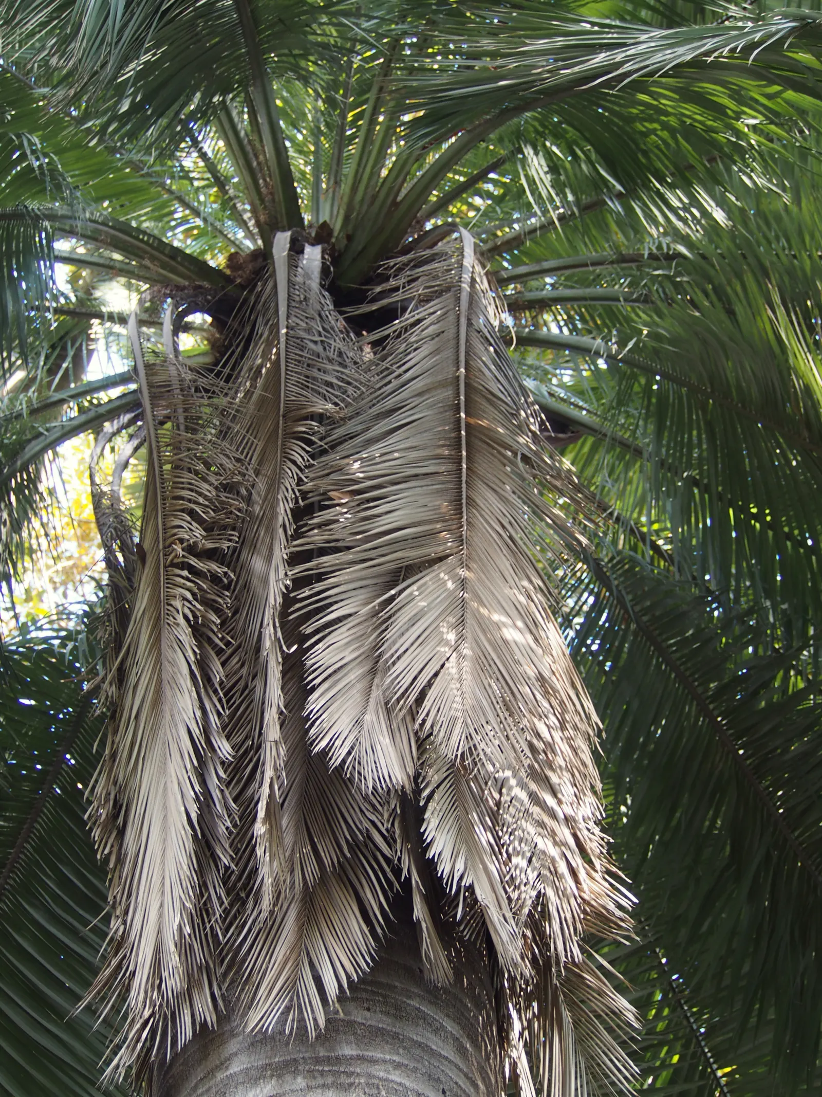Chilean Wine Palm (Jubaea Chilensis) — Full sun is ideal for this palm, encouraging optimal growth and health