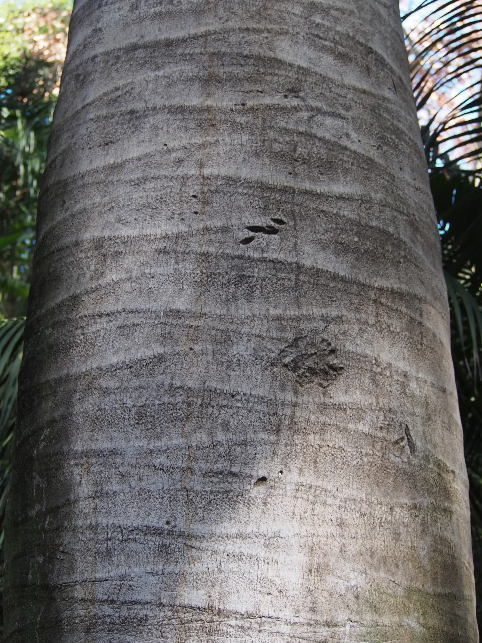 Chilean Wine Palm (Jubaea Chilensis) — robust evergreen notable for its stout trunk; this cold-hardy palm requires full sun, well-draining soil, and can