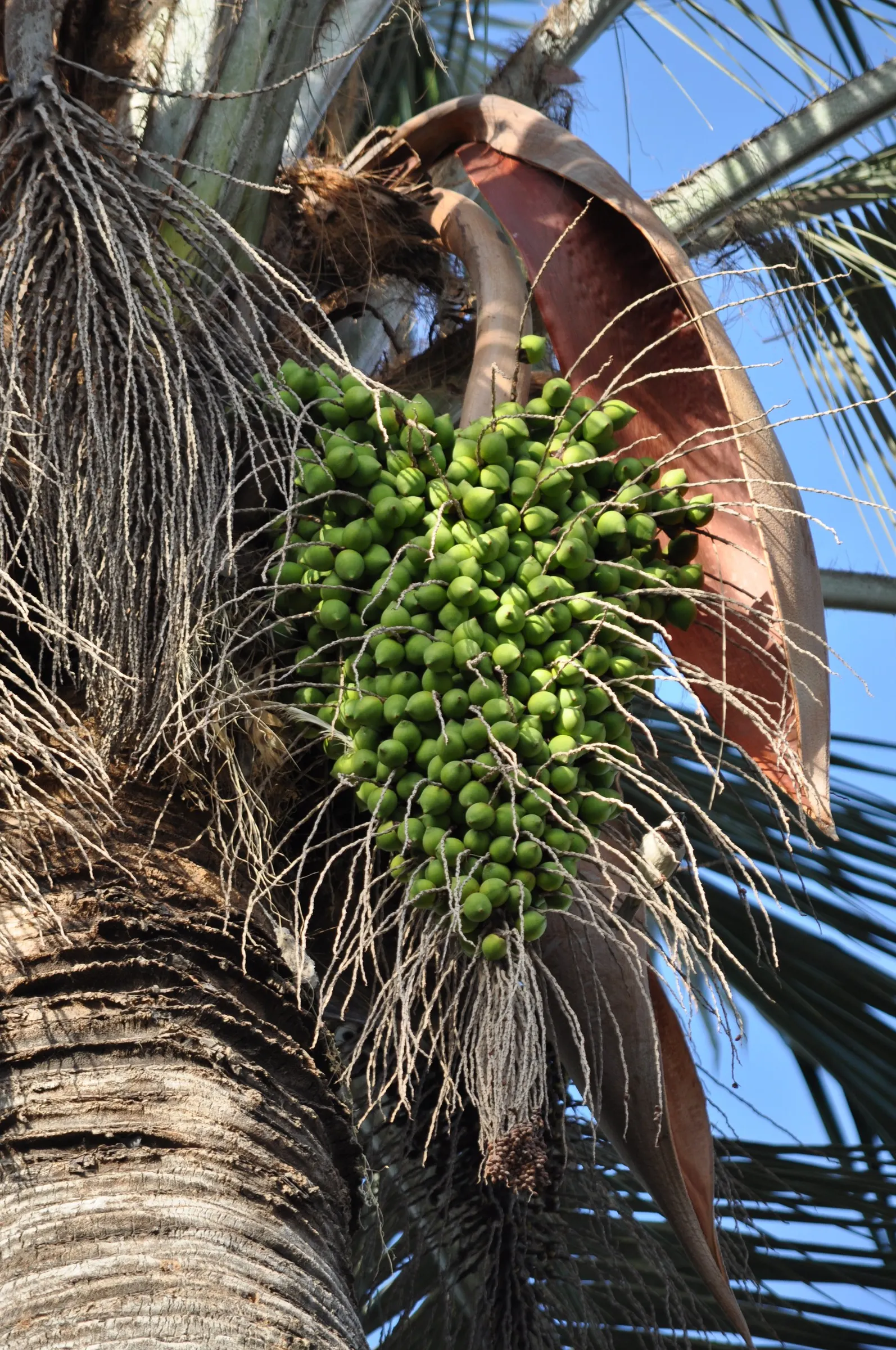 Chilean Wine Palm (Jubaea Chilensis) — making it a sensible choice for water-conscious landscapes; with a growth rate of roughly 1 foot every 1-2 years in