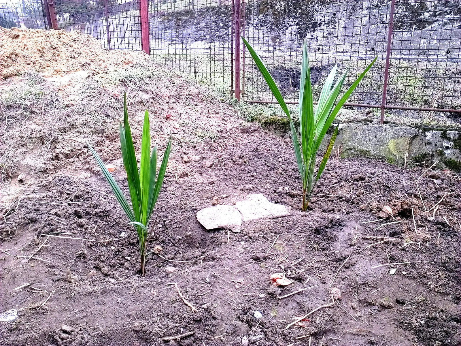 Chilean Wine Palm (Jubaea Chilensis) — is an iconic and stately palm; palm for full