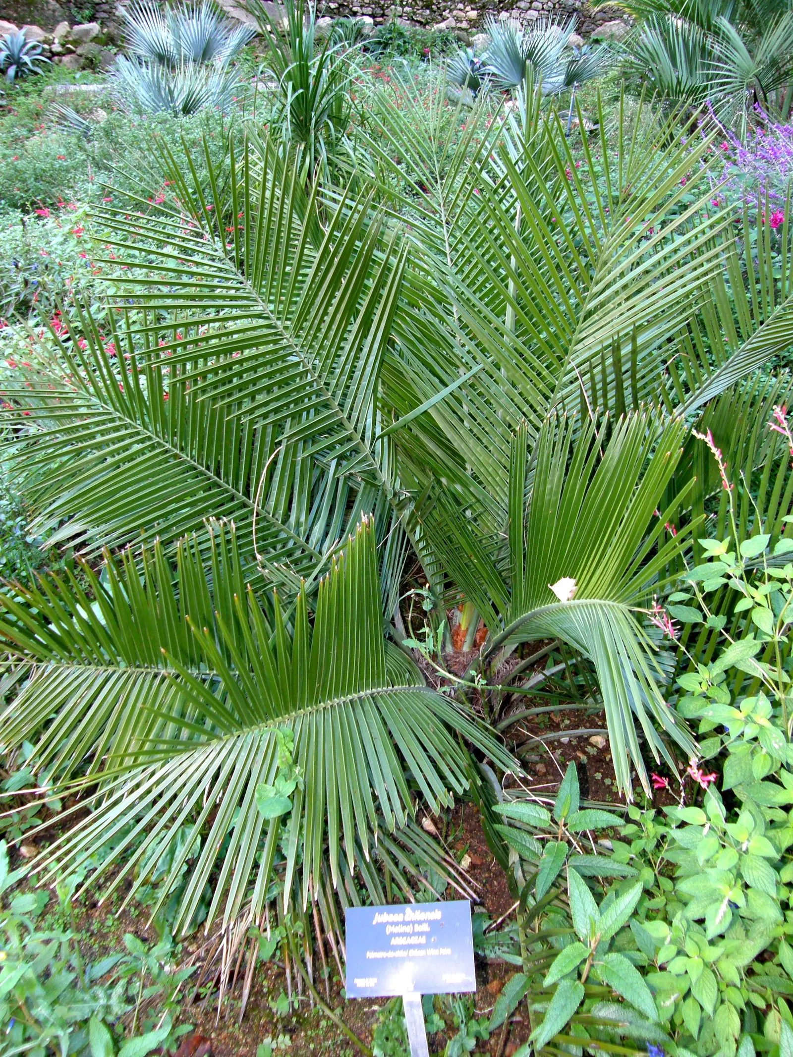 Chilean Wine Palm (Jubaea Chilensis) — The trunk is characteristically swollen at the base and tapers slightly with height