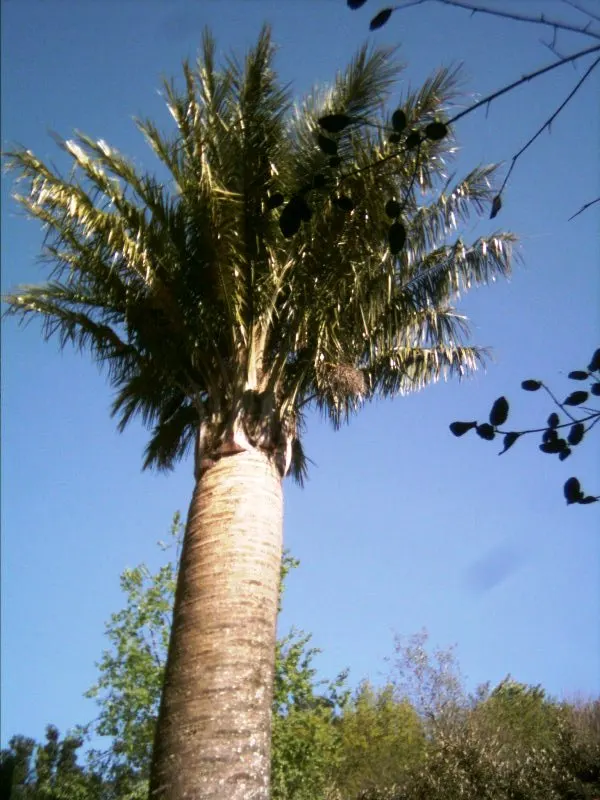 Chilean Wine Palm (Jubaea Chilensis) — renowned for its robust size and elegant appearance; is an iconic and stately palm